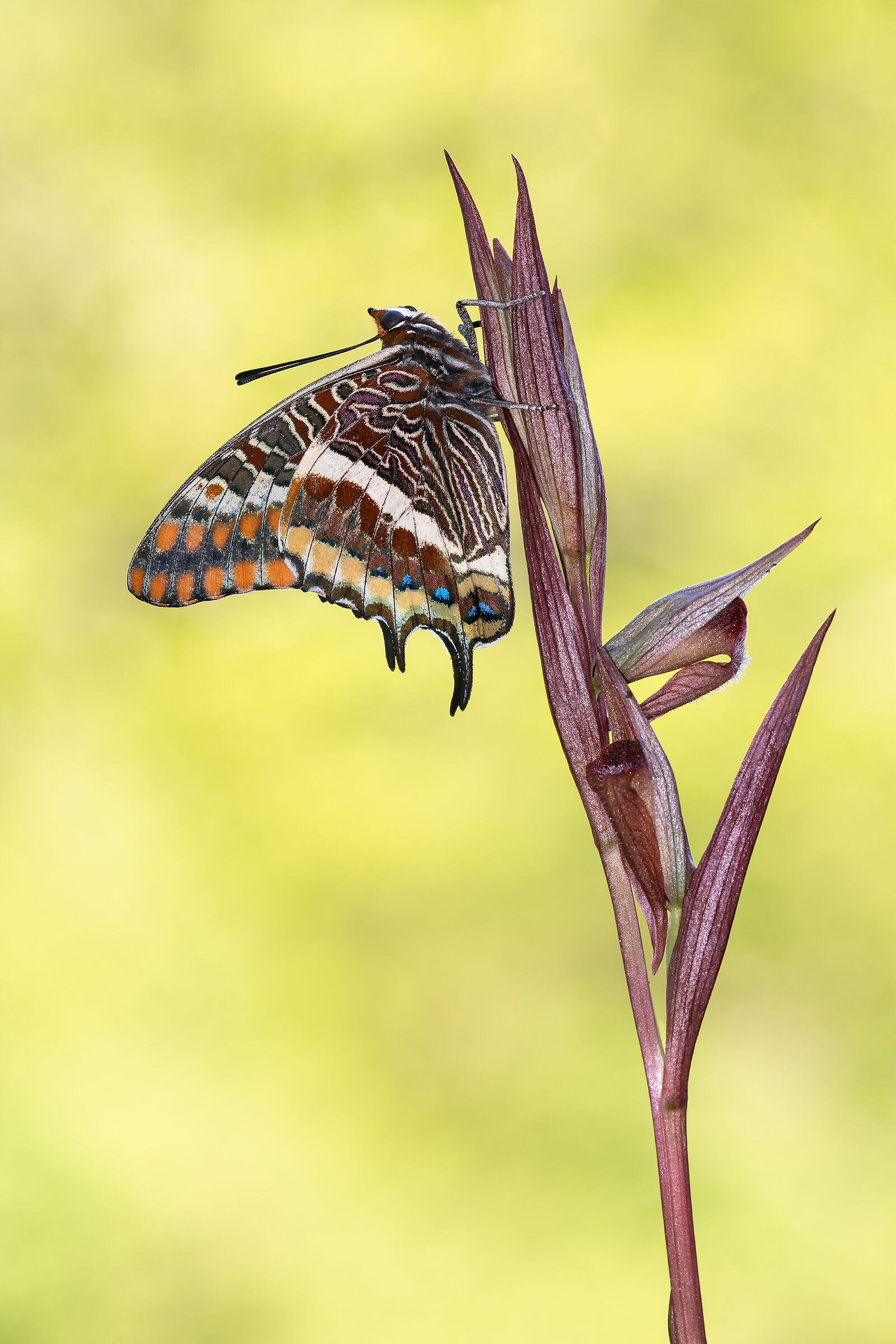 Farfalla del corbezzolo