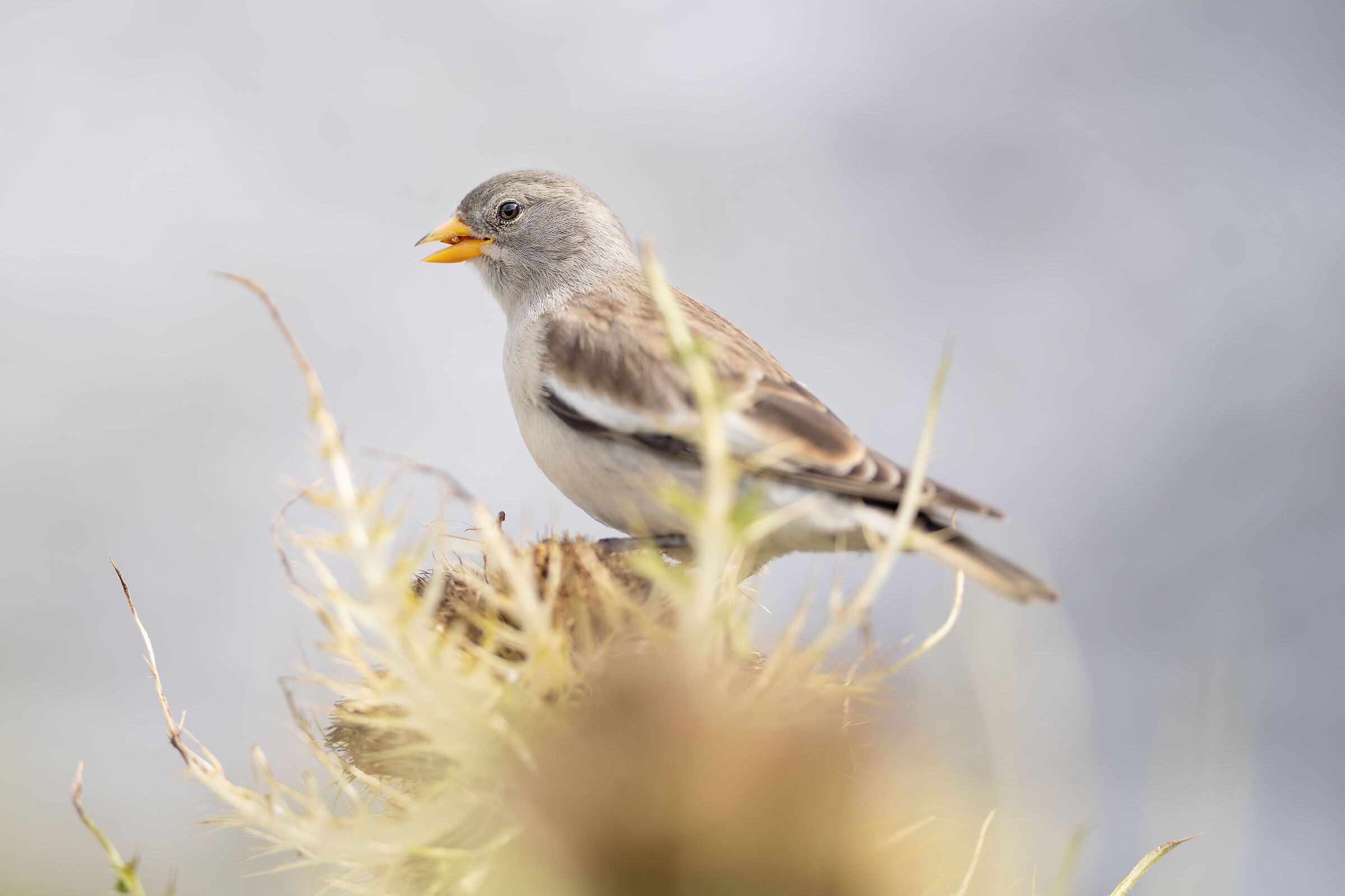 Alpine chaffinch with F 1.8 portrait lens