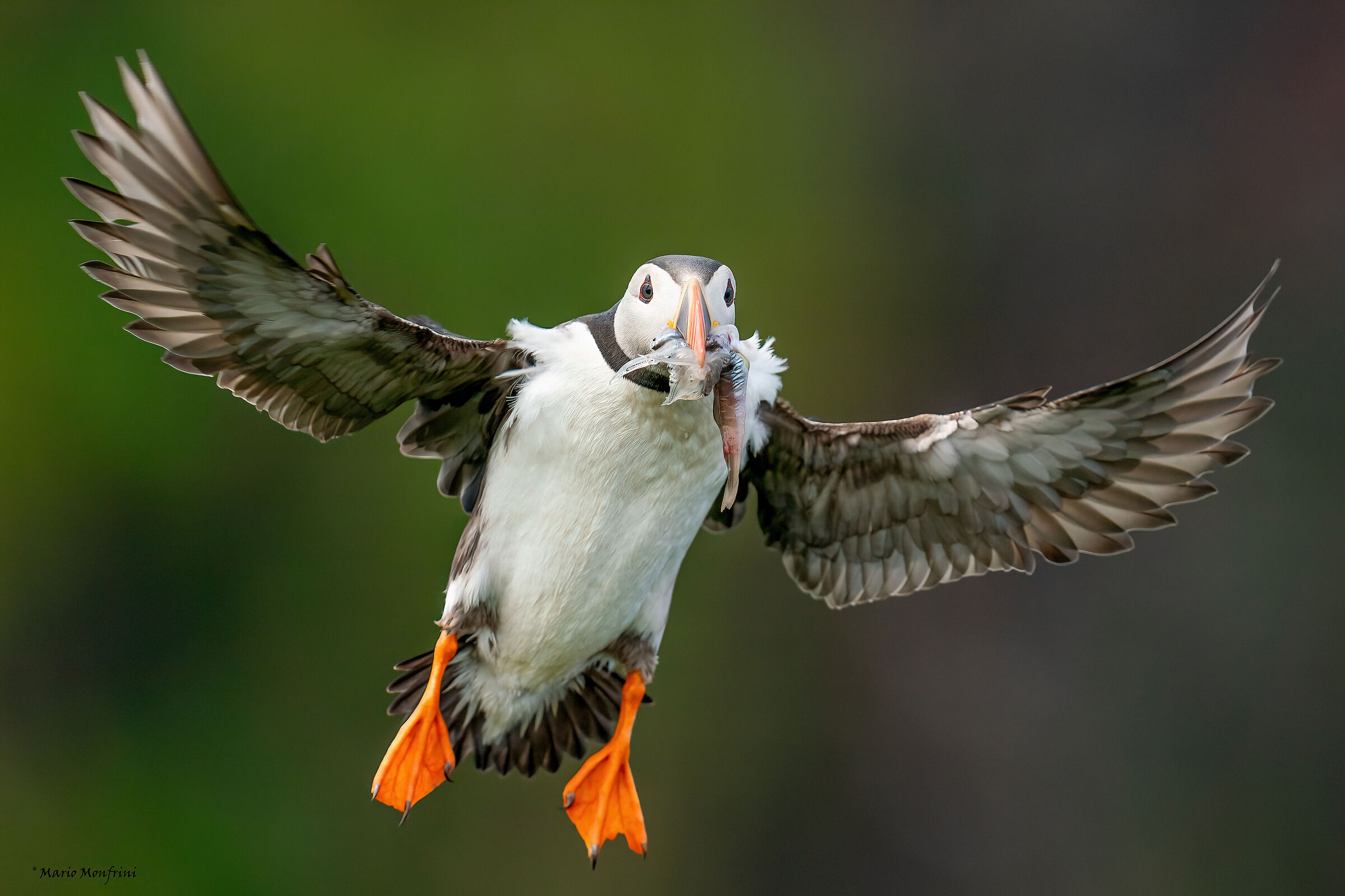 THE PUFFIN