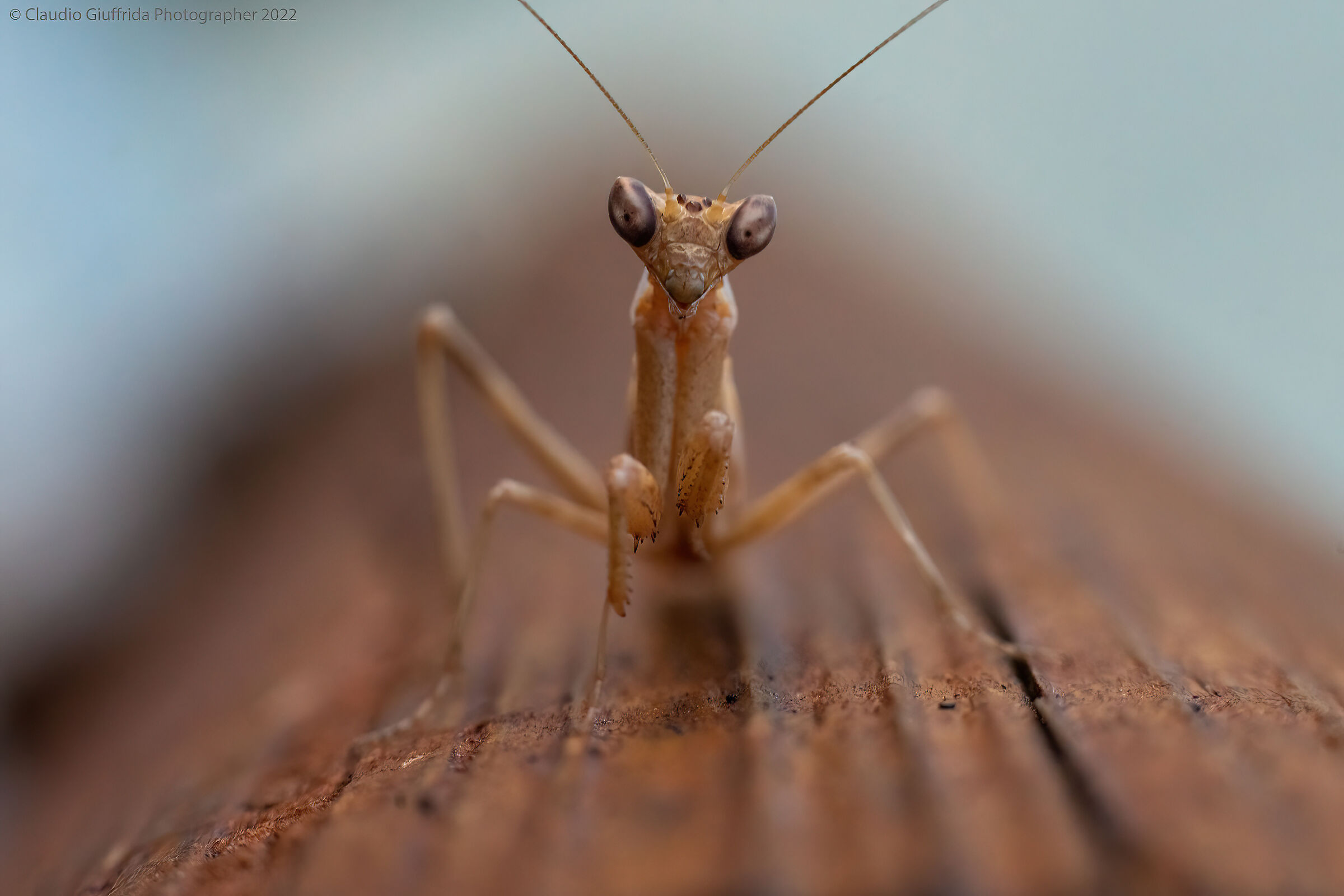 Small mantis