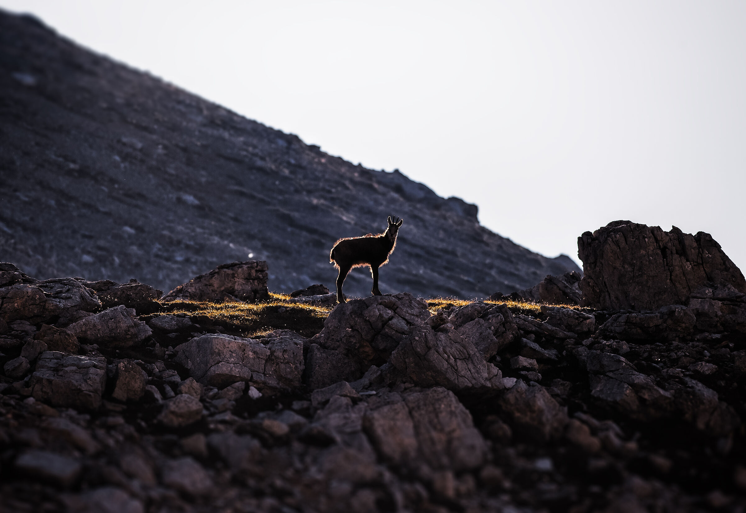Camoscio in controluce