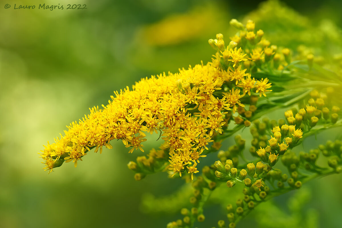 Solidago virgaurea