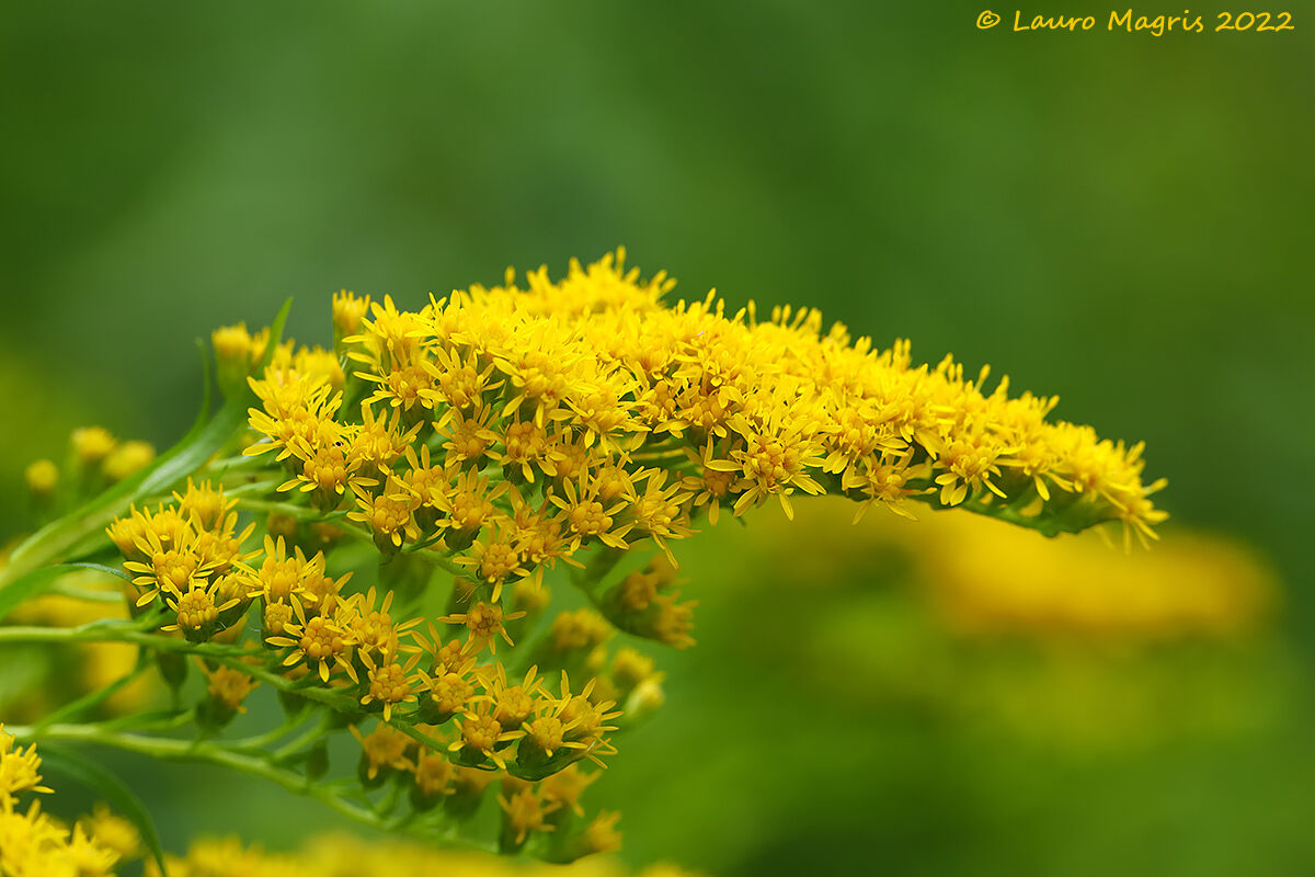 Verga d'oro comune (Solidago virgaurea)