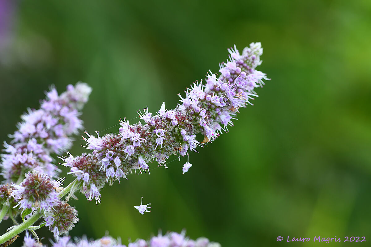 Menta selvatica