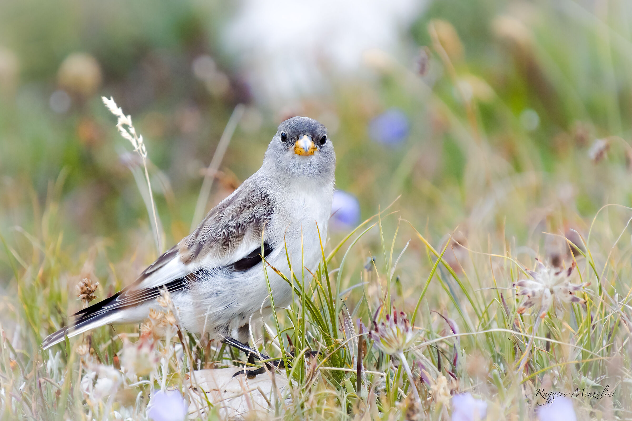 Alpine chaffinch