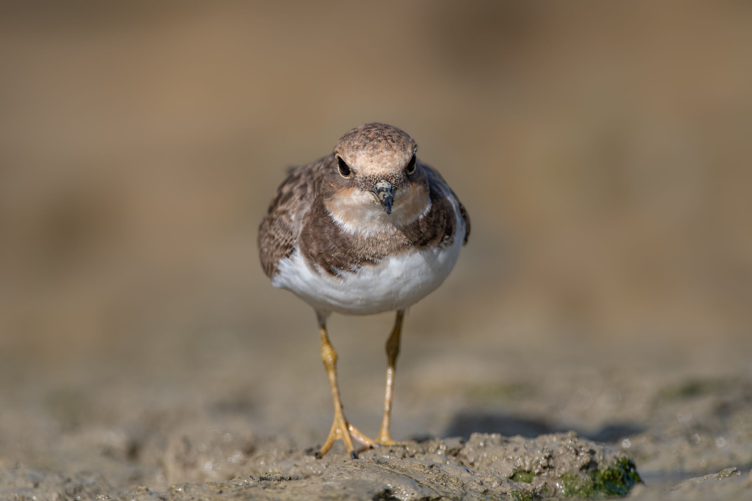 little ringed plover