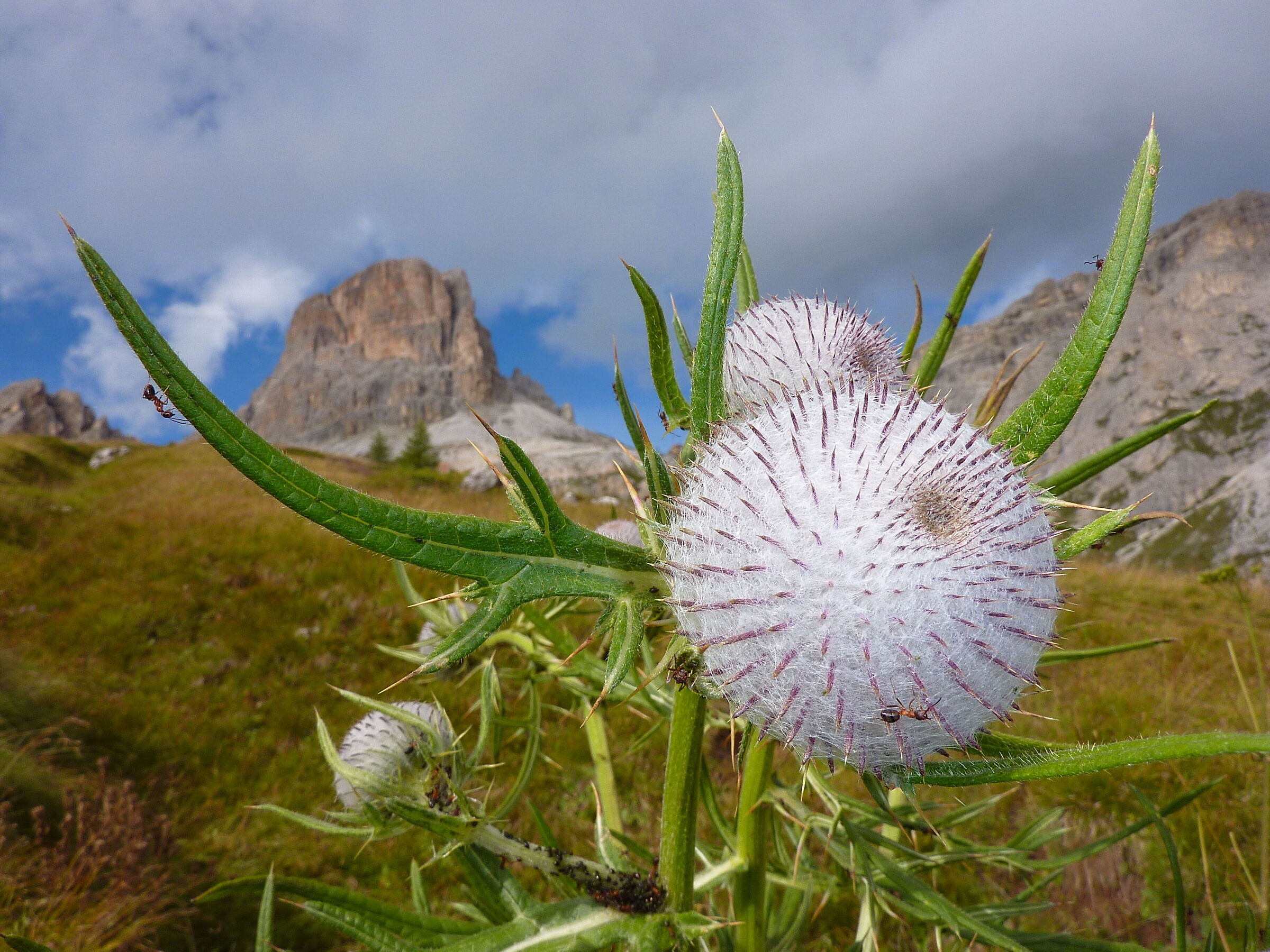 At the foot of the Averau
