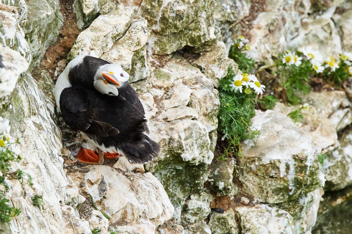 Curious puffin