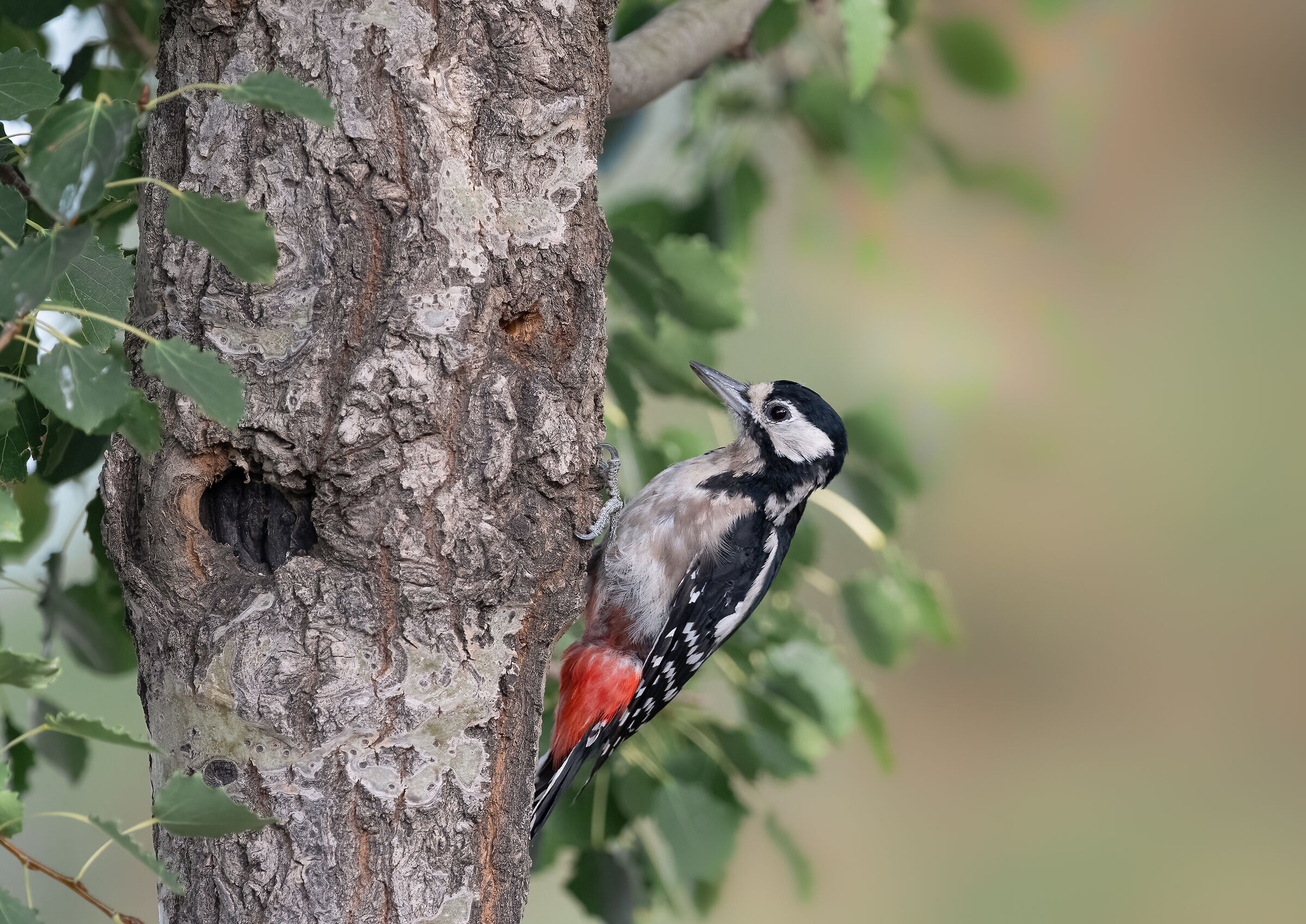 greater red woodpecker (f)