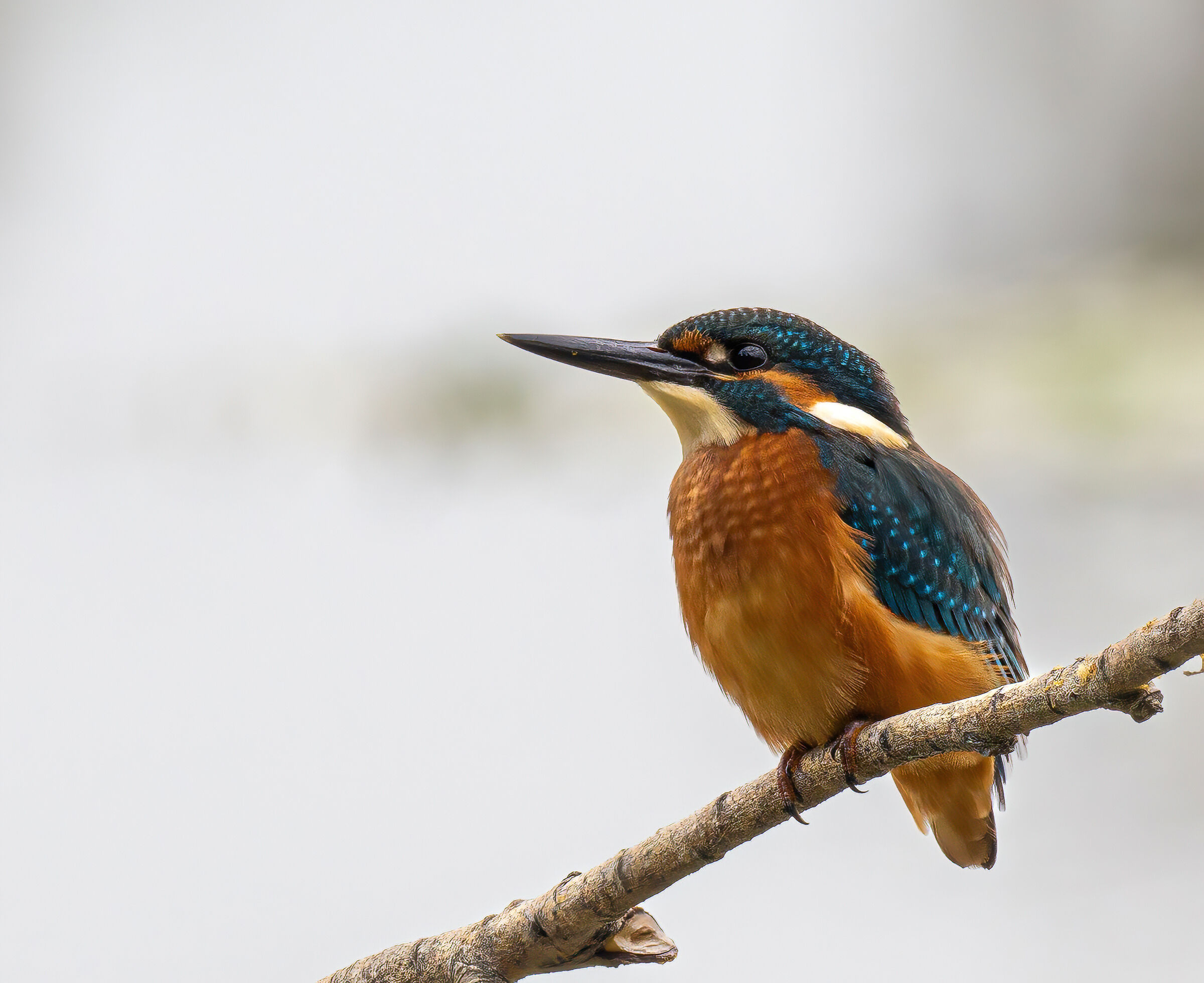 Kingfisher (male)
