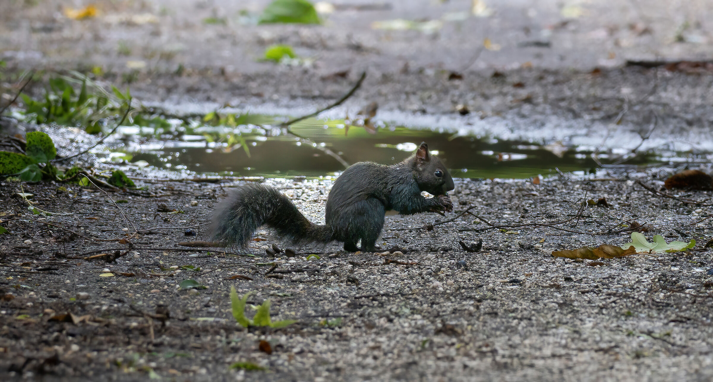 Squirrel
