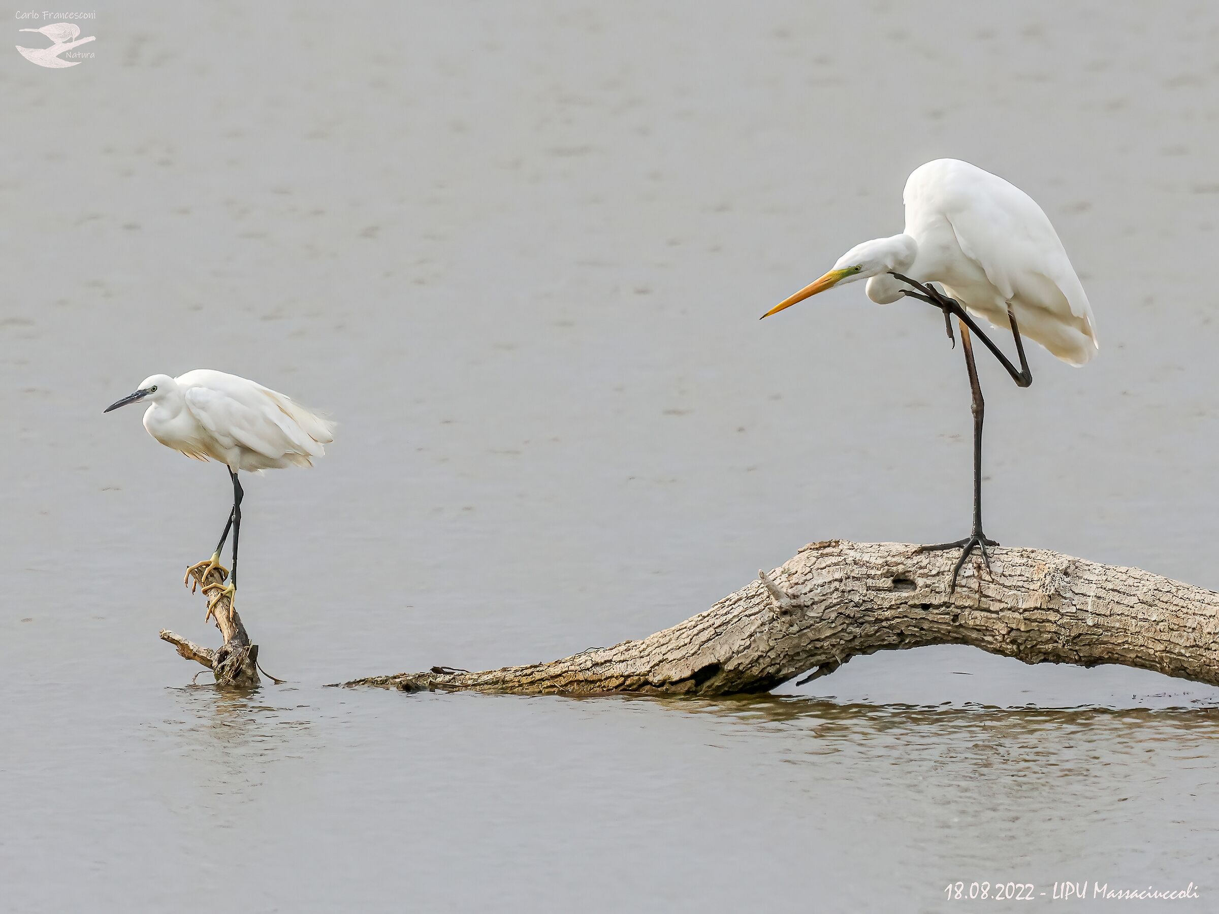 Una grattataina non fa mai male