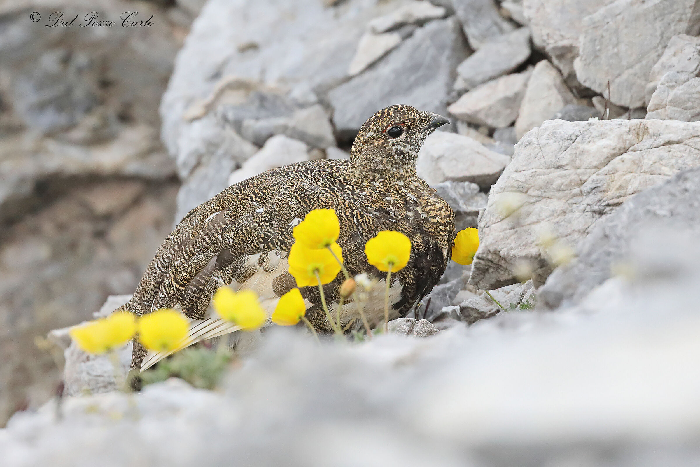 Among the mountain poppies