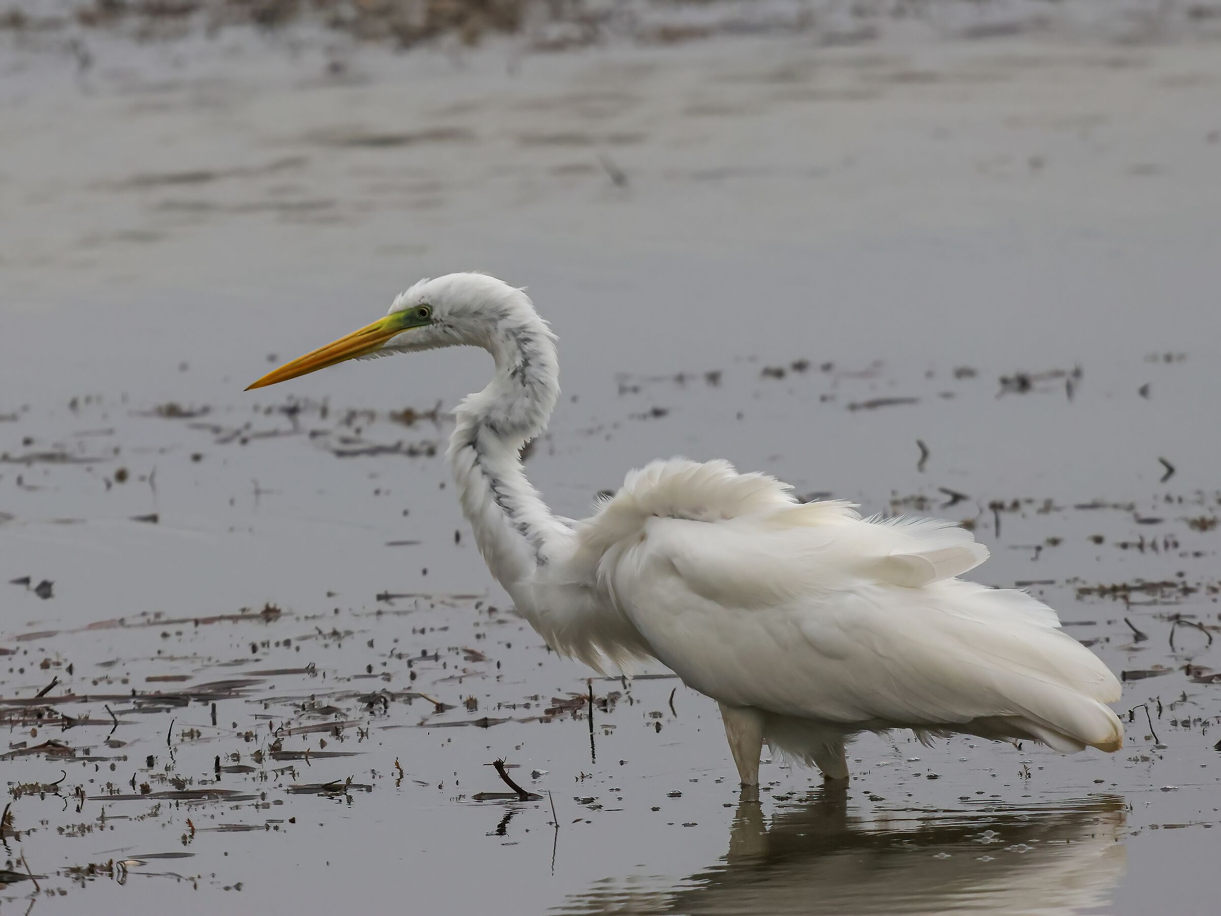 Sono tutto scarrucciato