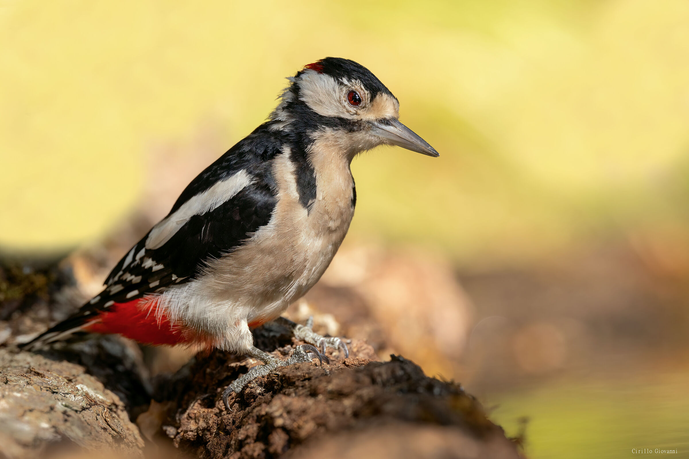 male greater red woodpecker