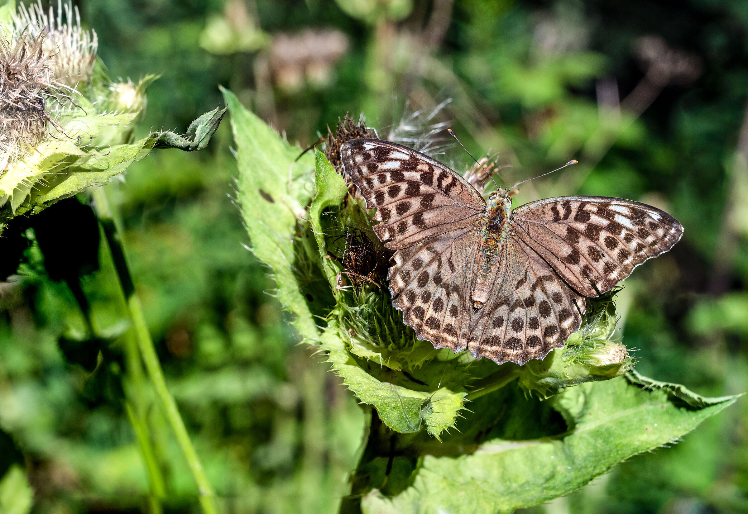Argynnis paphia (male)