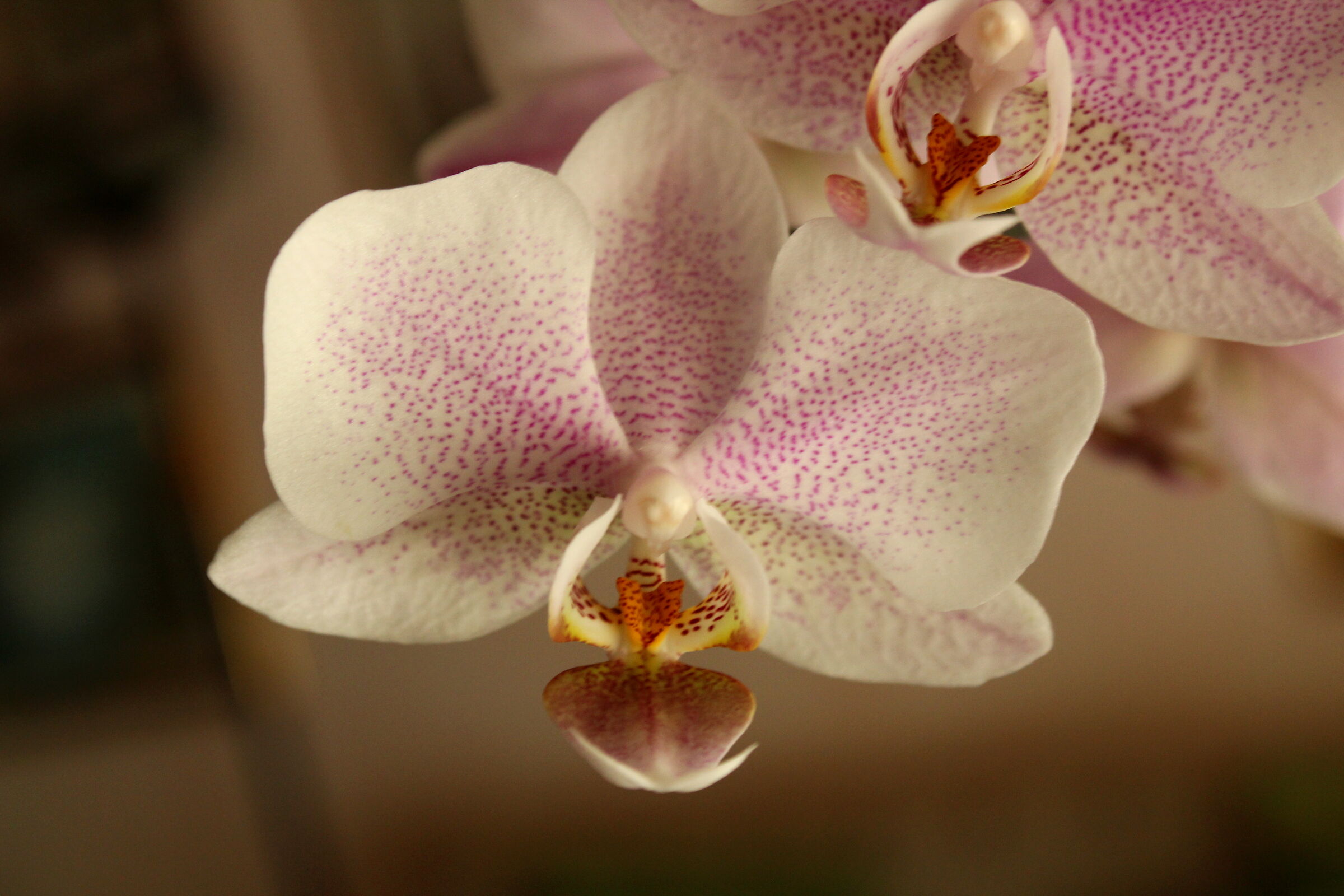 Orchidea