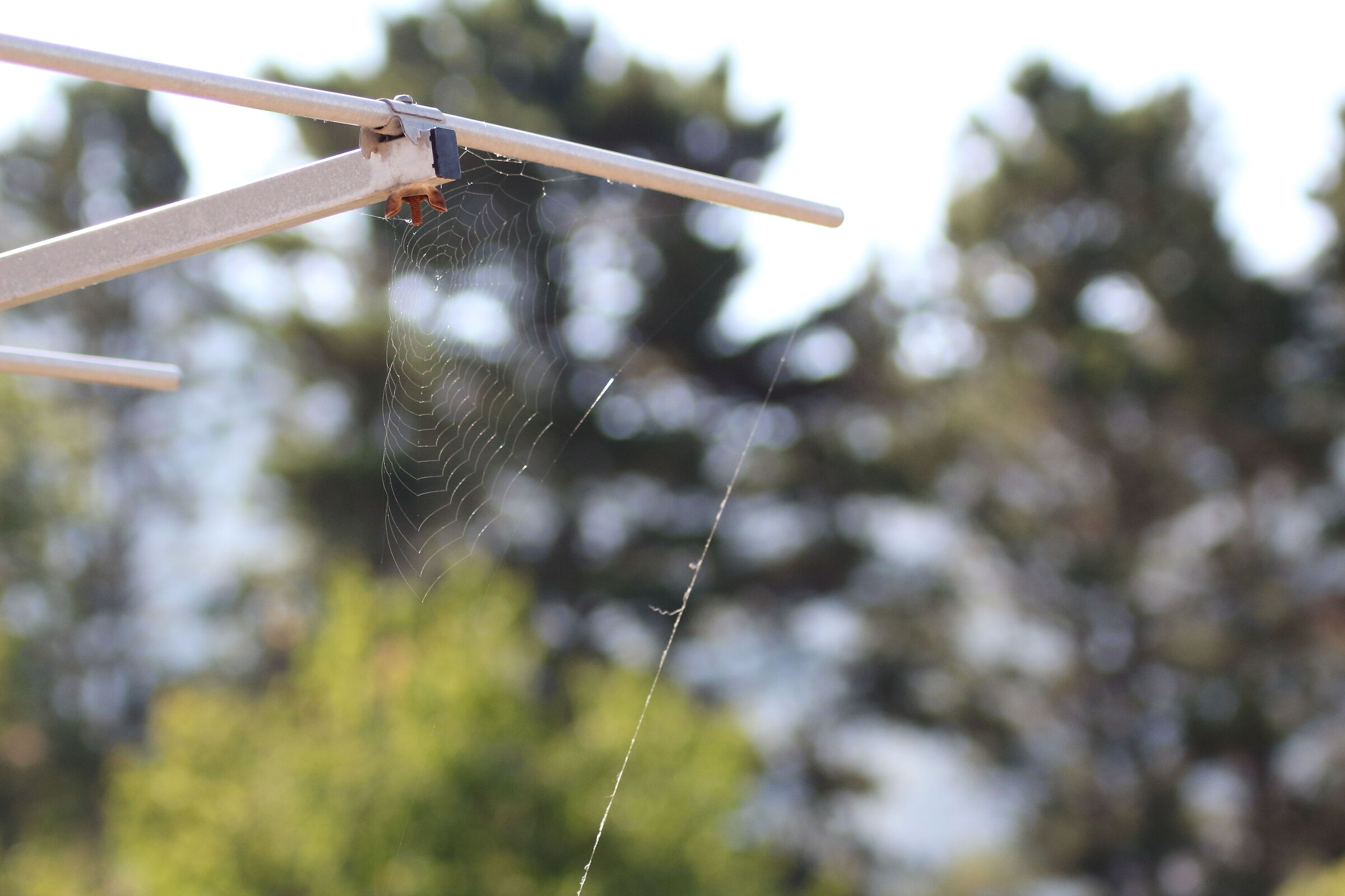 Web Spider
