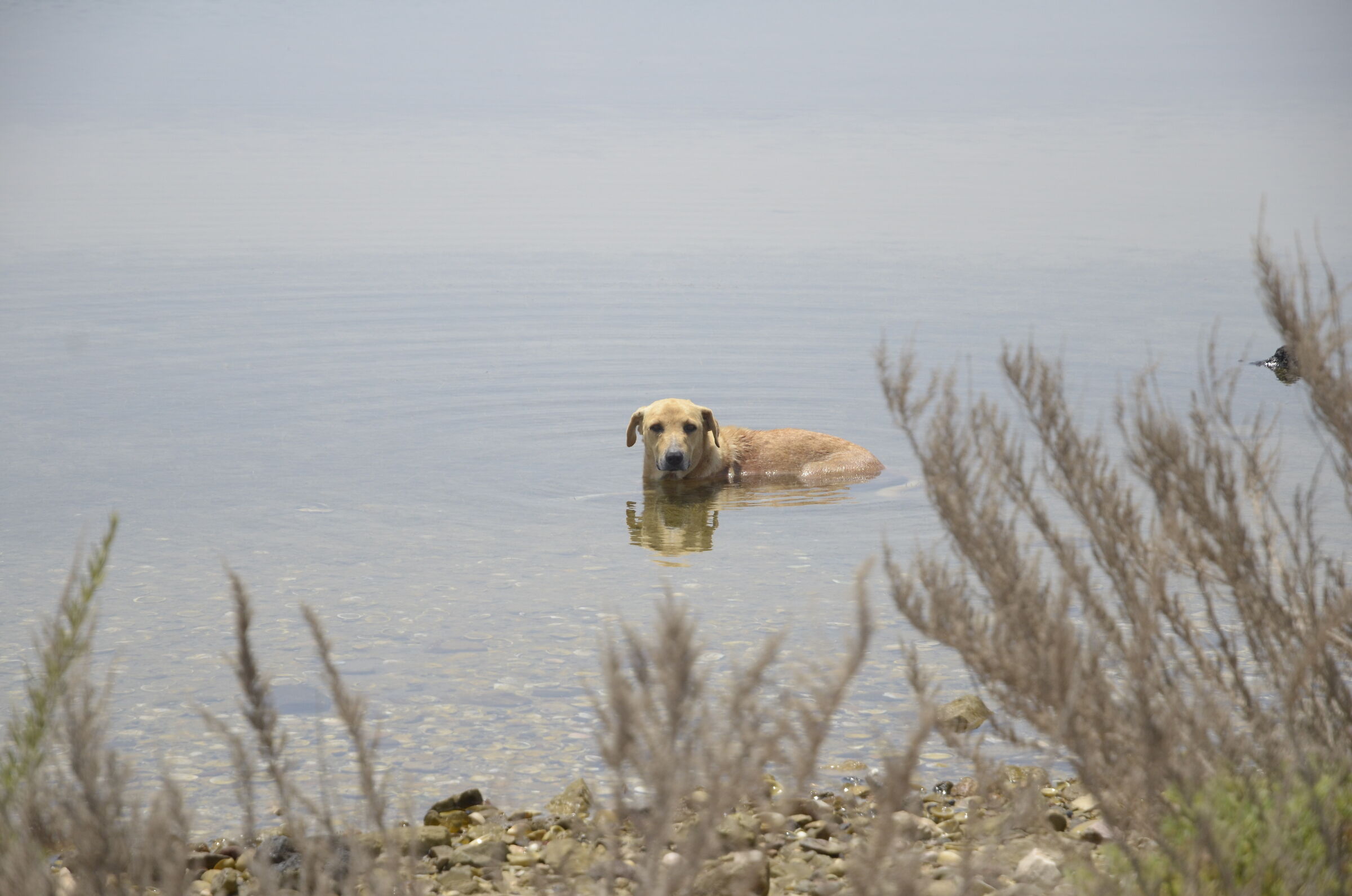 Un cane in mare
