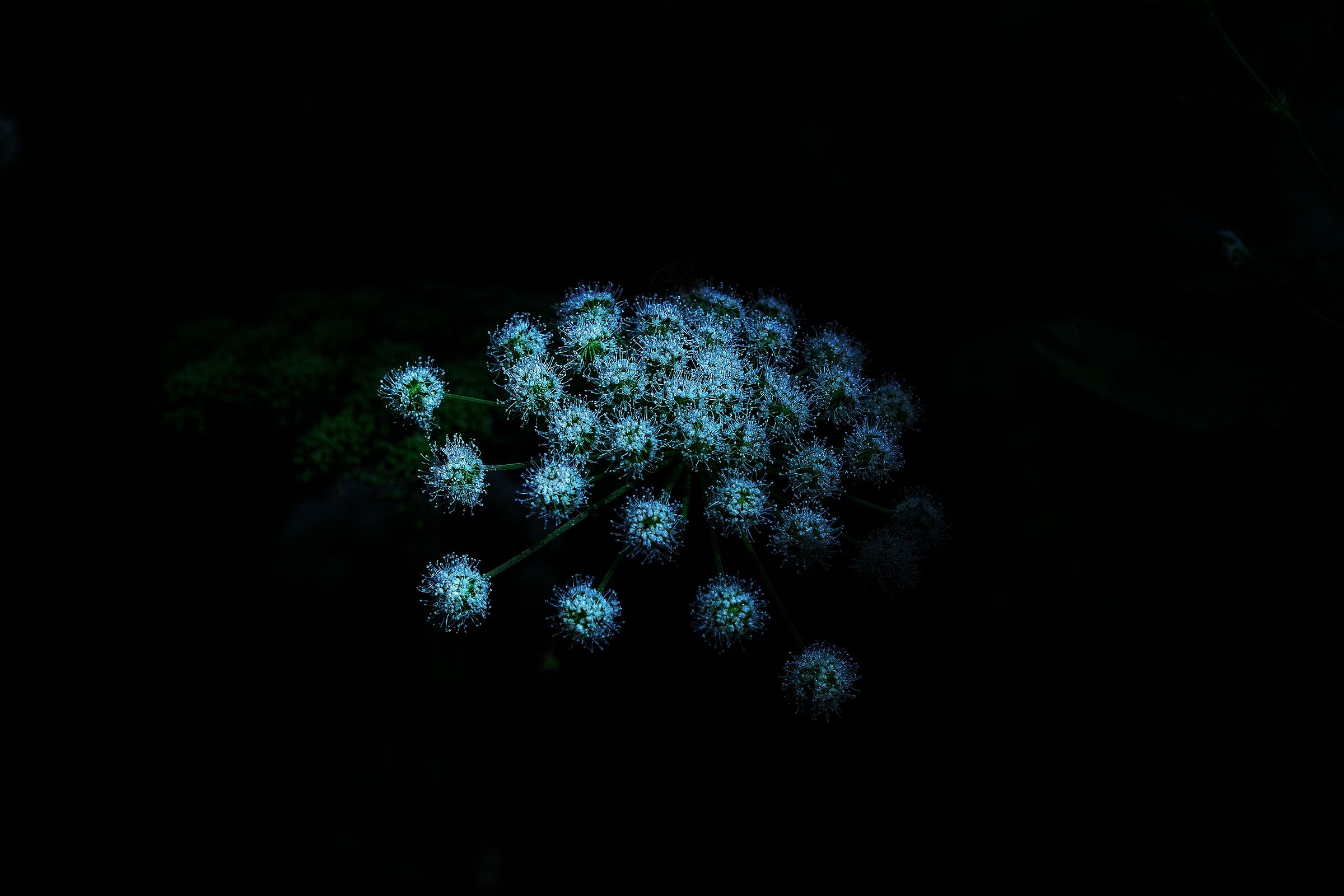 From the dark