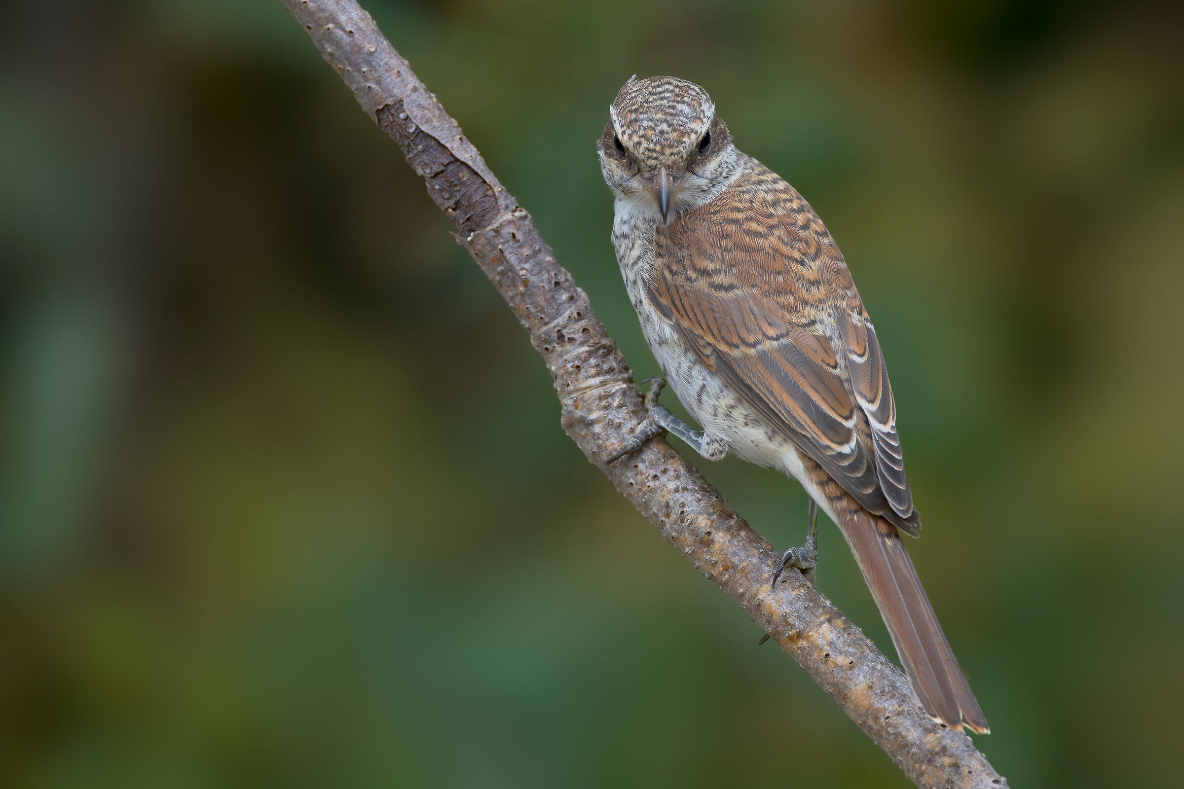 Averla piccola femmina (Lanius collurio)
