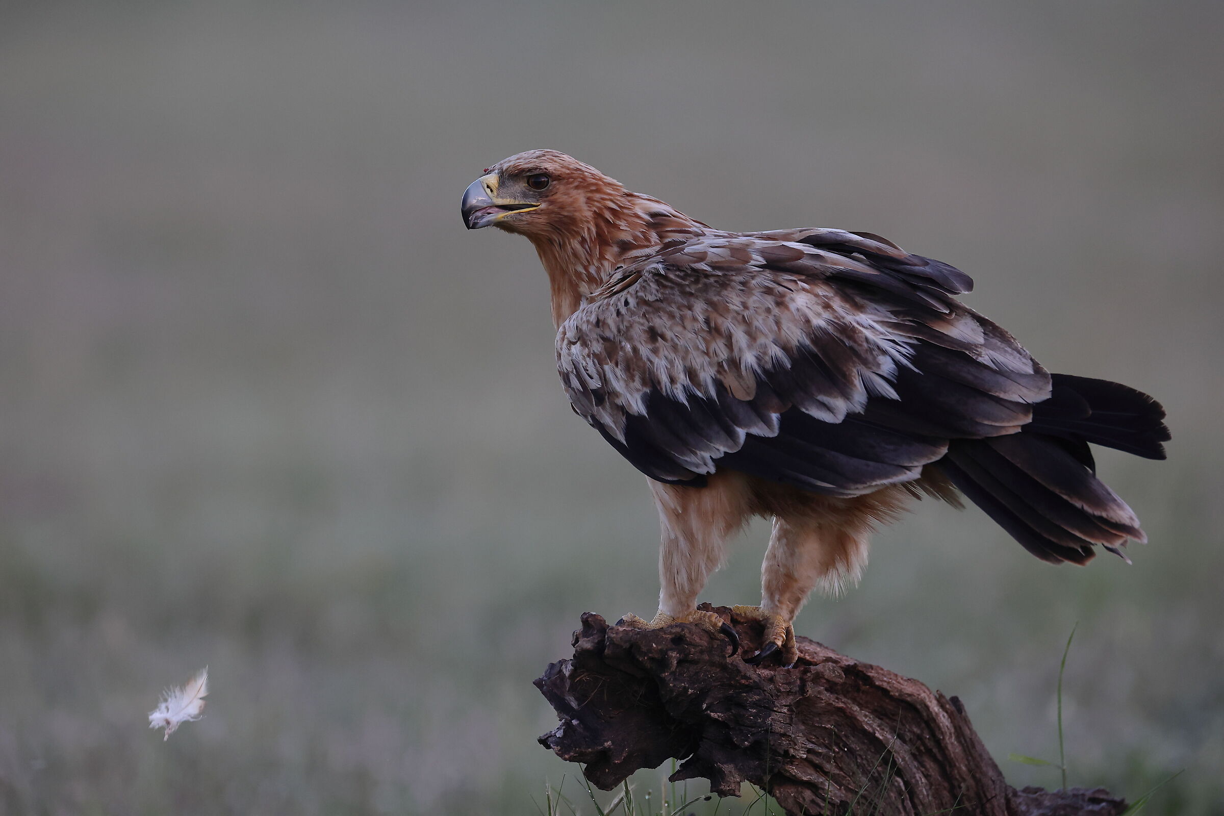 Aquila Imperiale giovane e piuma