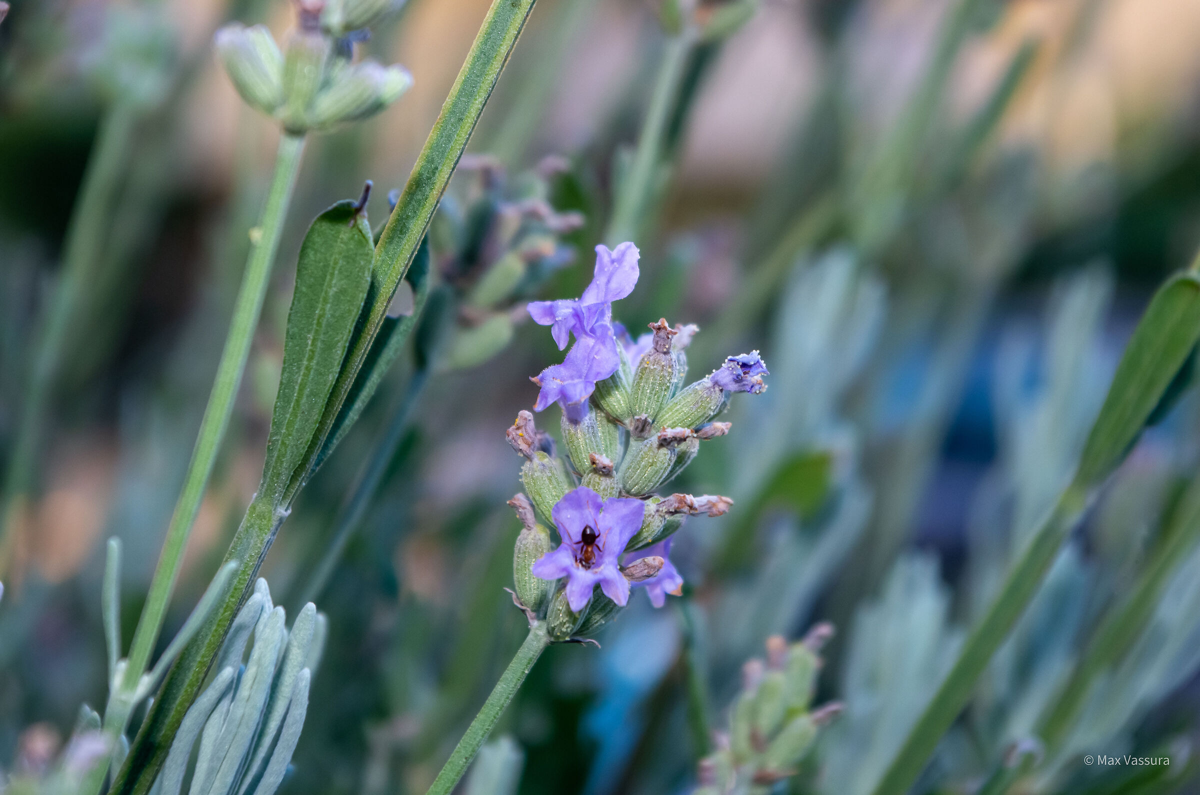 Insect on lavender