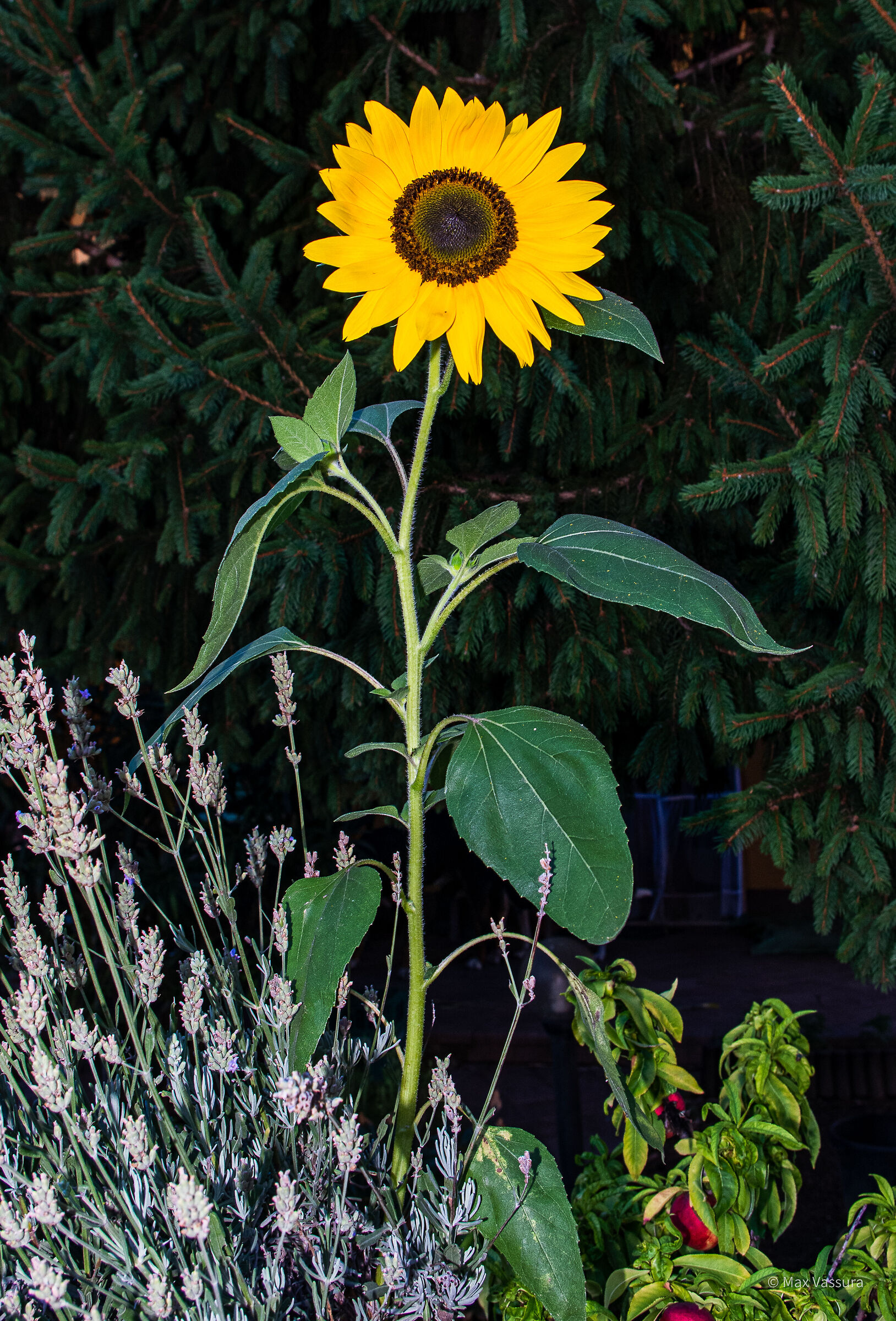 Homemade sunflower