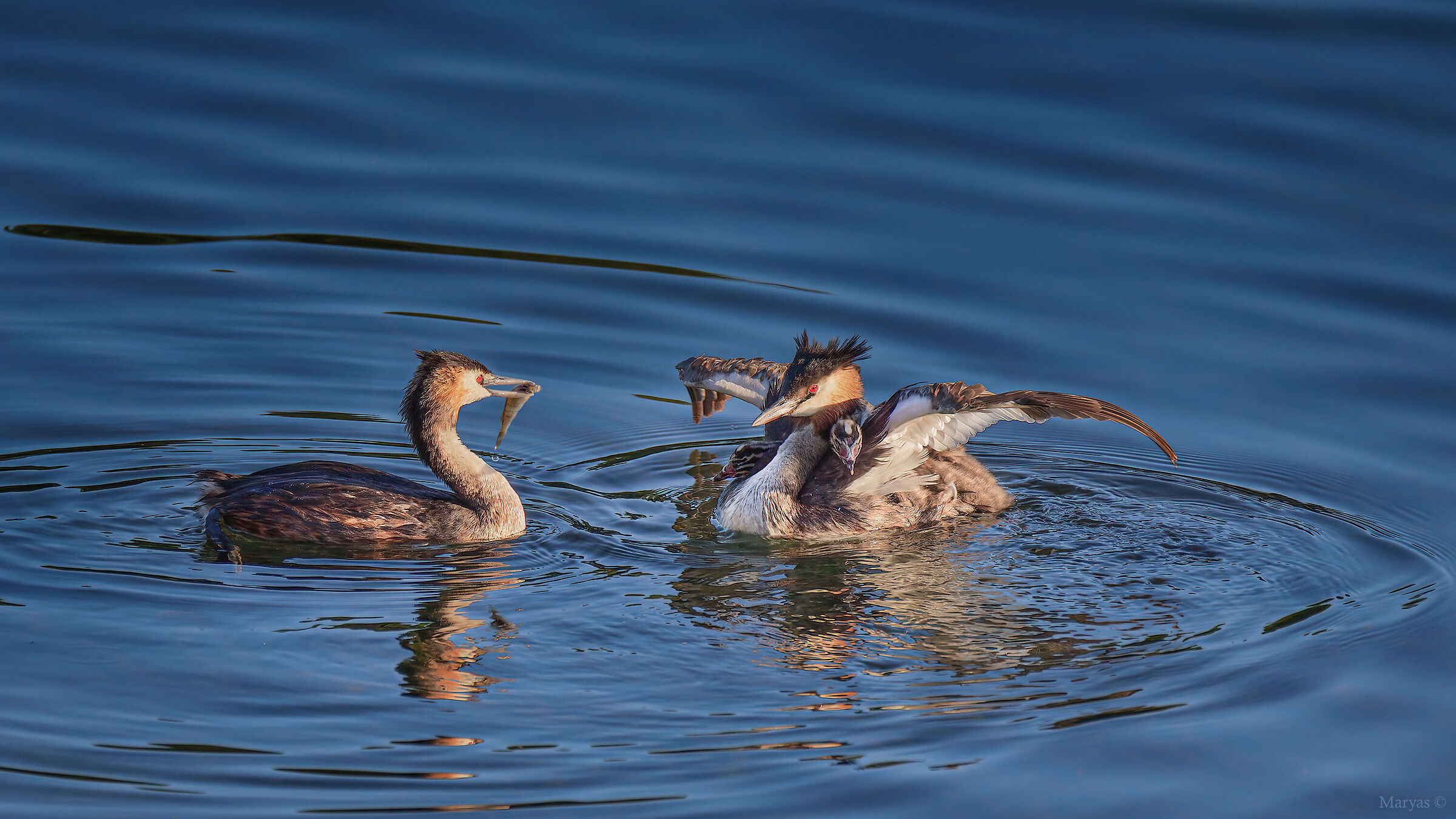 Family of grebes