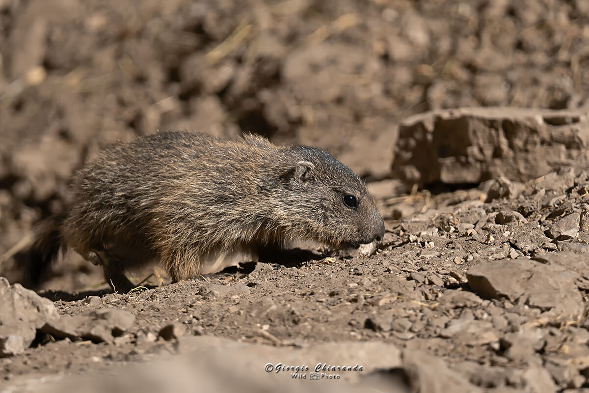 Quando c'è la fiducia, tutto è possibile (...