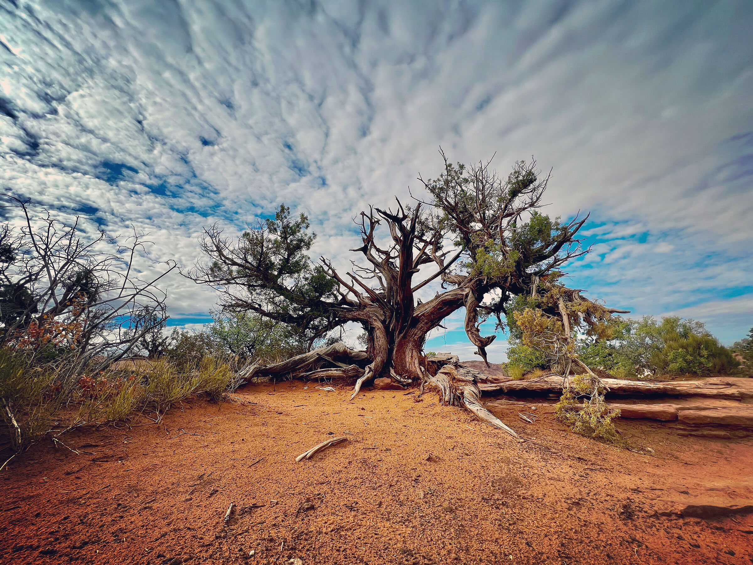 Joshua Tree