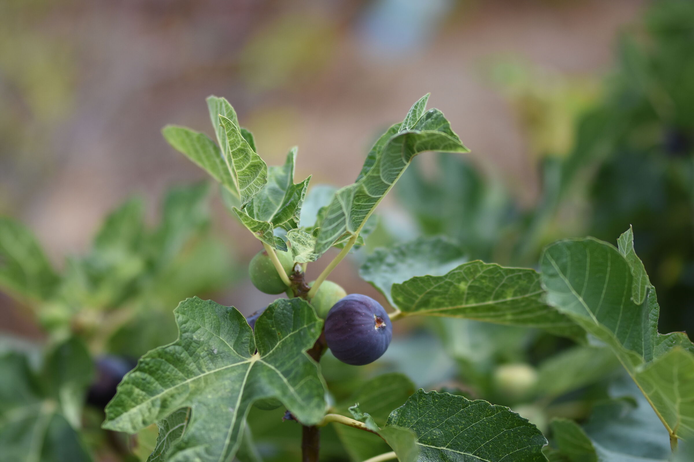 " F. 1.4 ", 1/ 8.0 0 0, ISO 250- Sigma 85, 1.4 Art