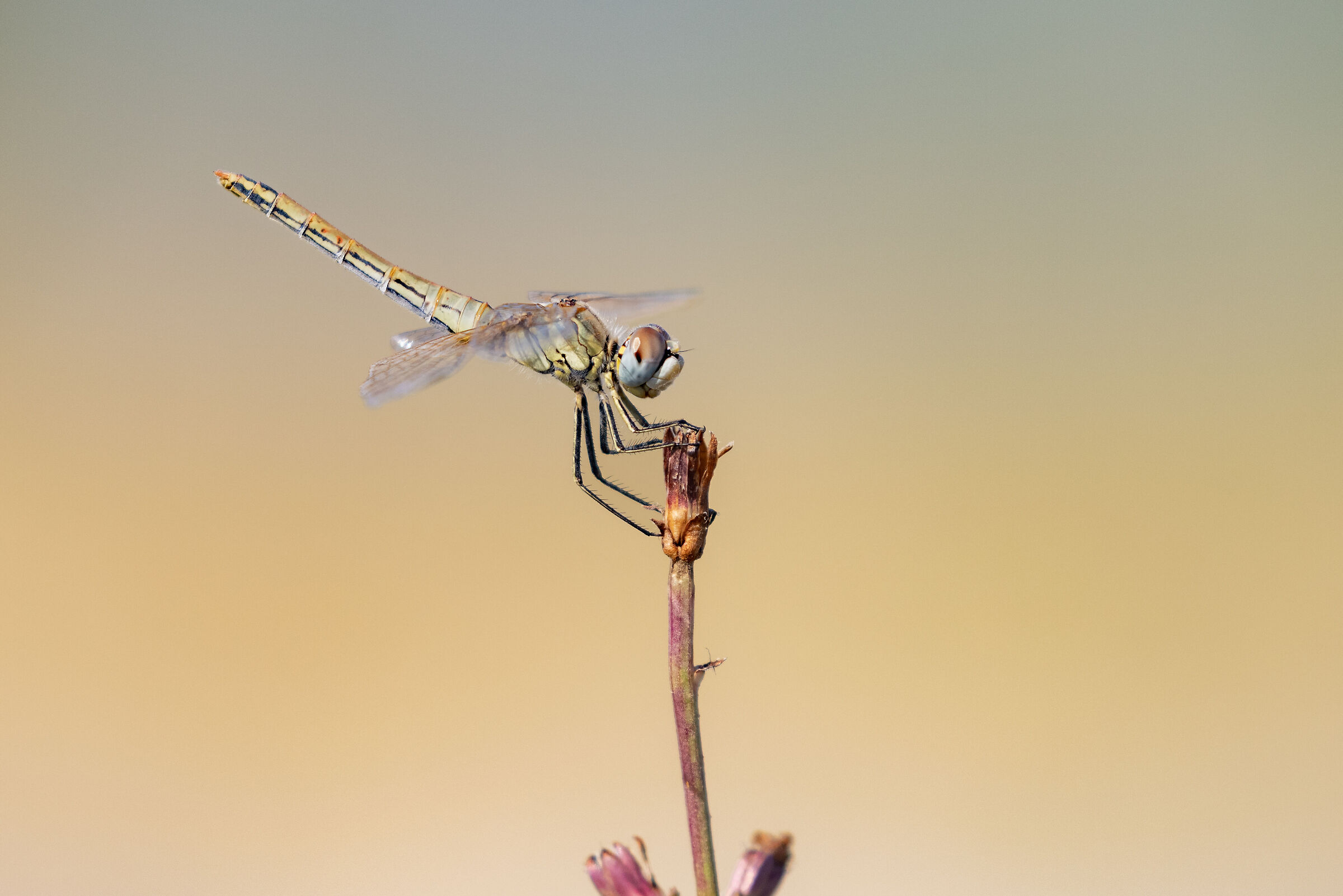 Sympetrum fonscolombii