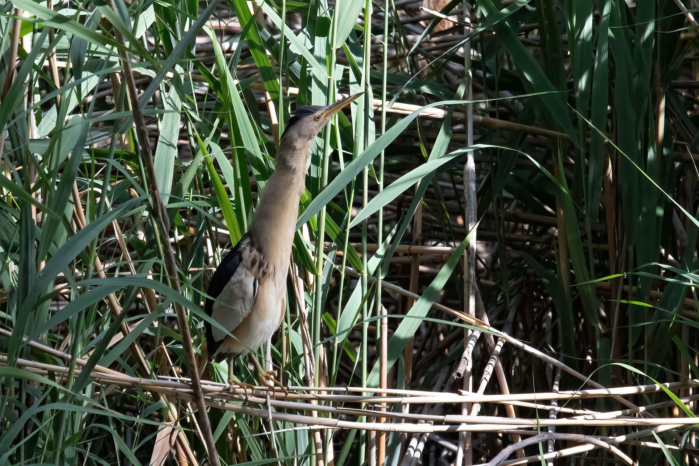 Little bittern