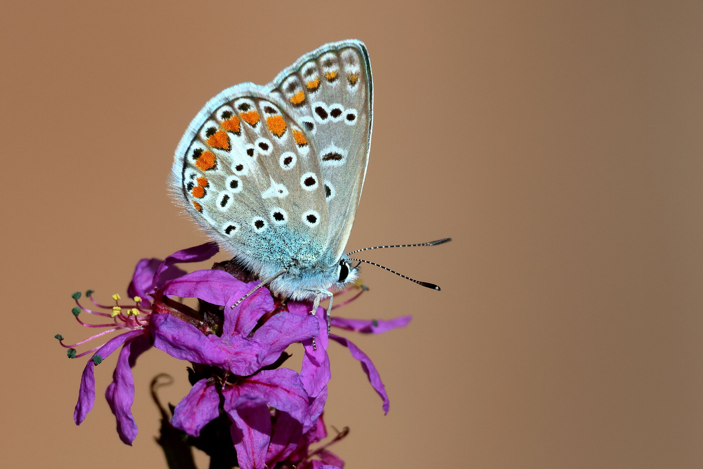 Polyommatus icarus