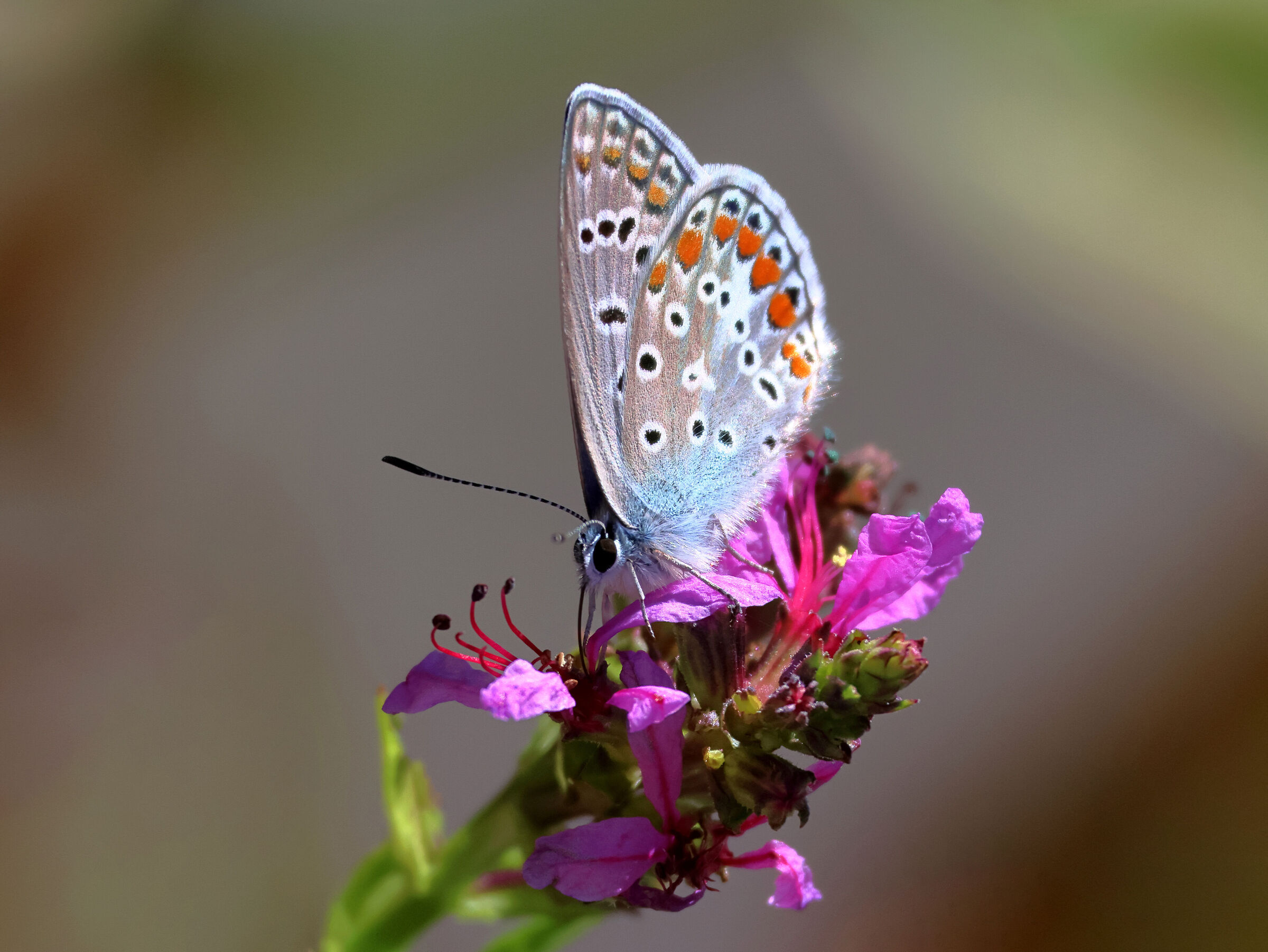 Polyommatus icarus