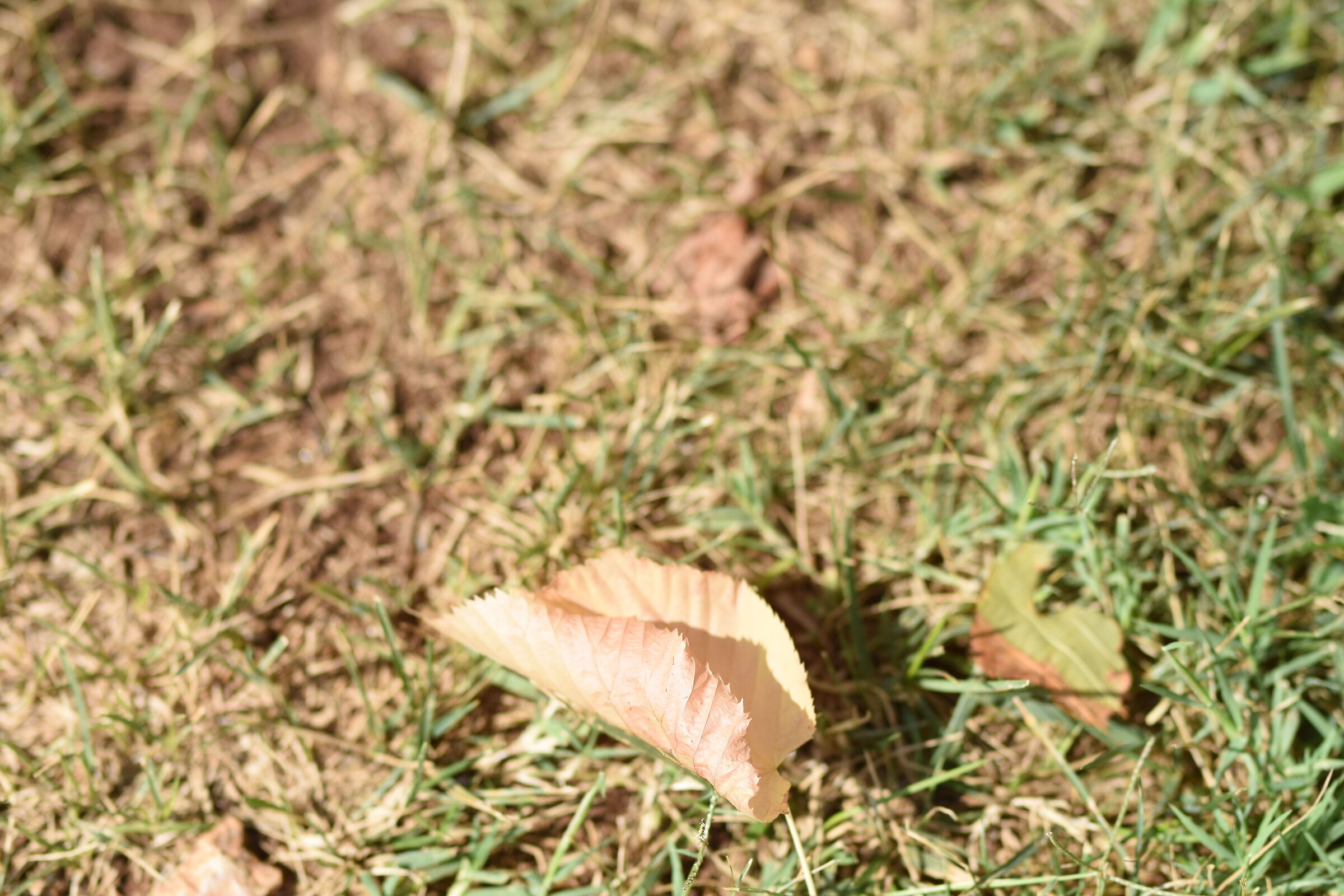" F. 2 " 1/ 8.0 0 0, ISO 250- Sigma 85, 1.4 Art
