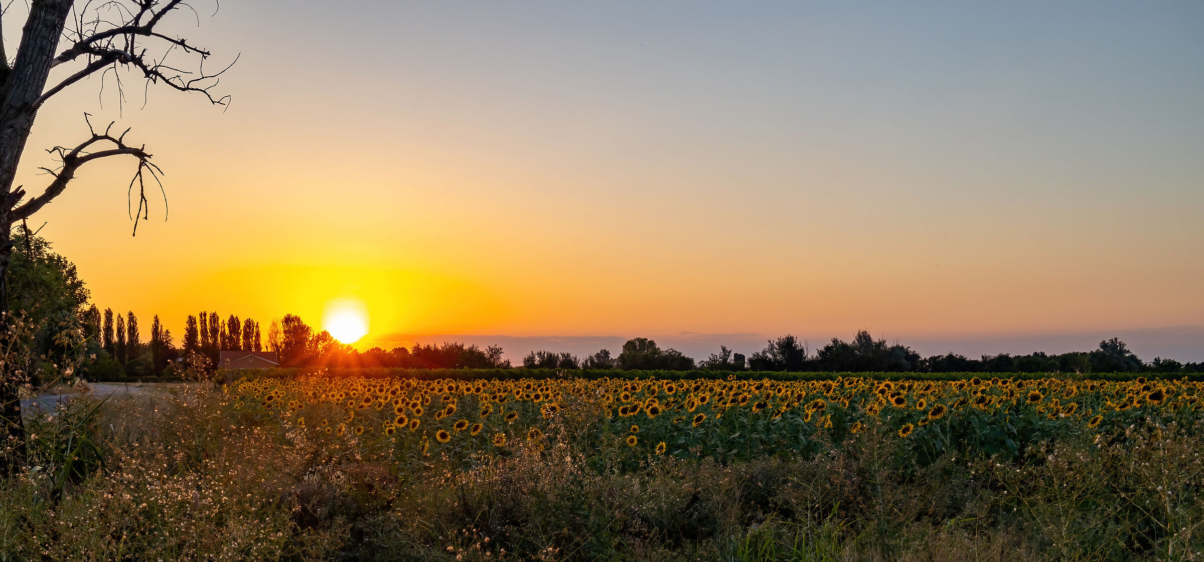 Girasoli a Budrio