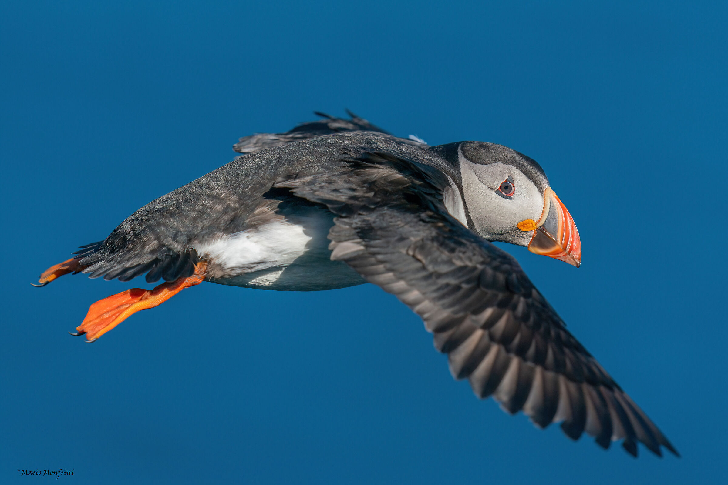 The puffin's greeting