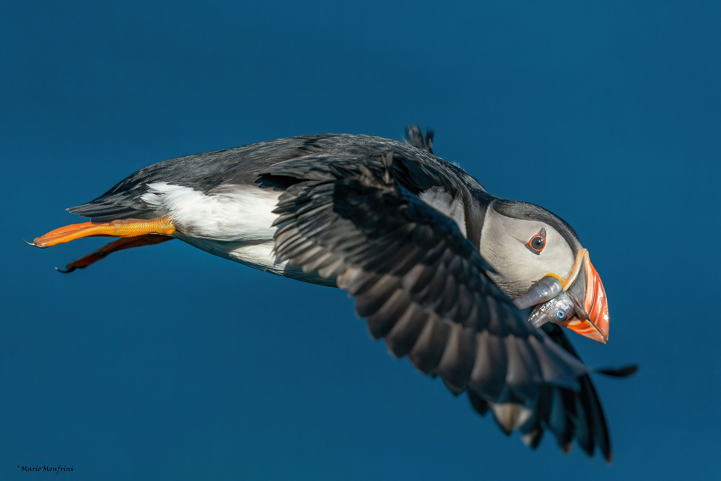 Puffin in flight