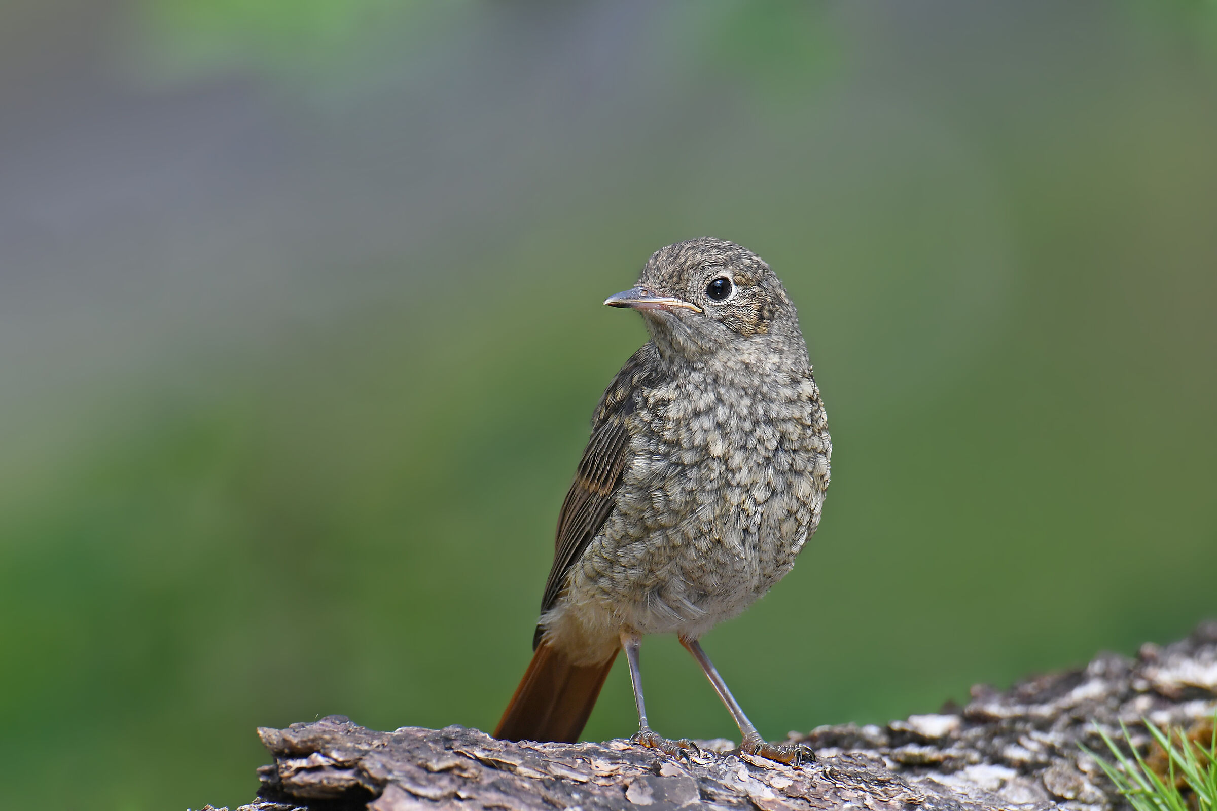 Common redstart