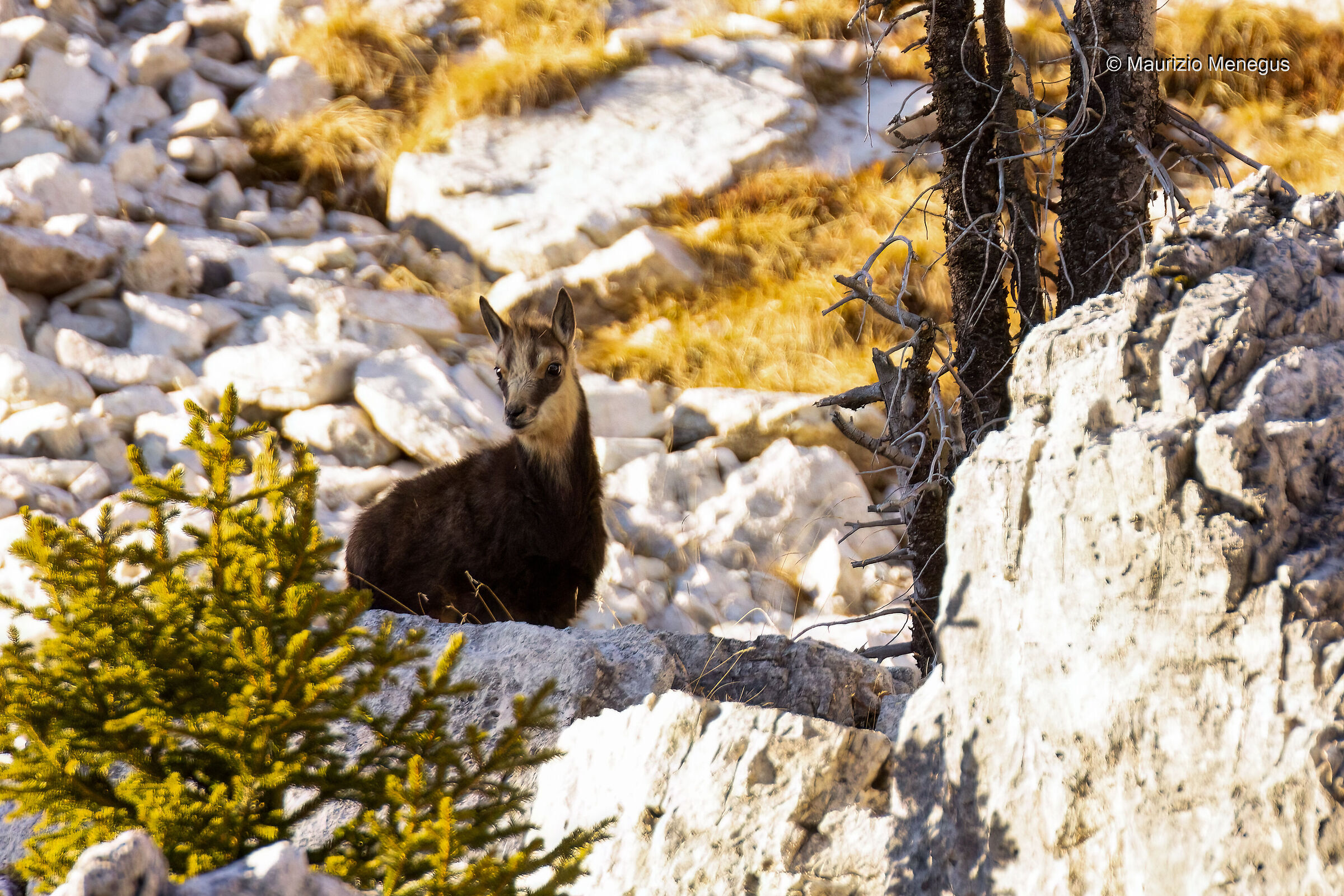 Piccolo camoscio a dicembre - foto d'archivio Dolomiti