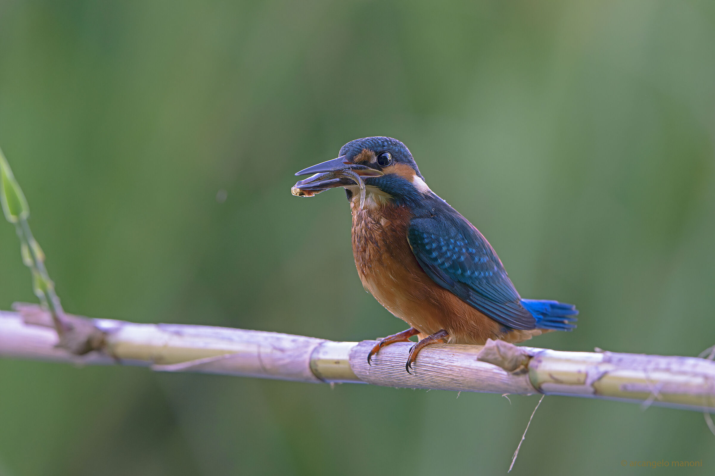 Lux est sed dura lux