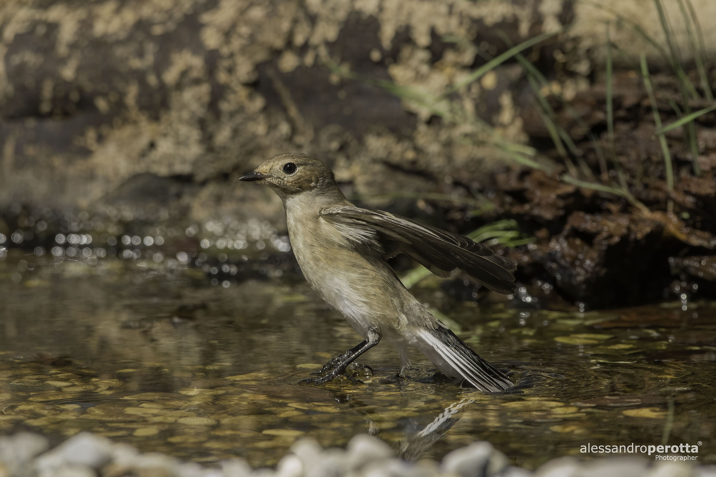Ficedula hypoleuca F