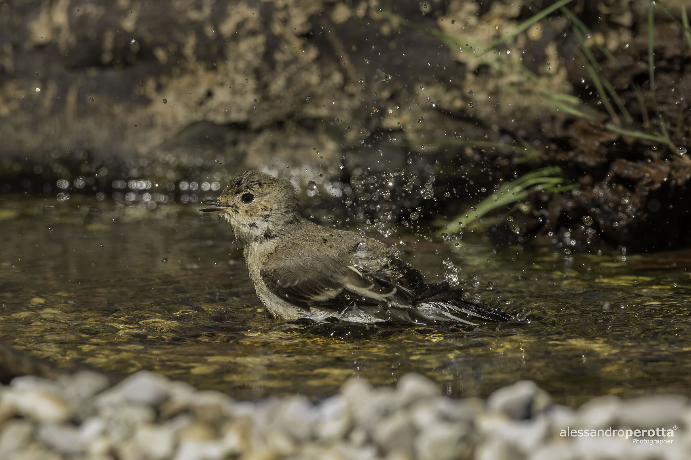 Ficedula hypoleuca F