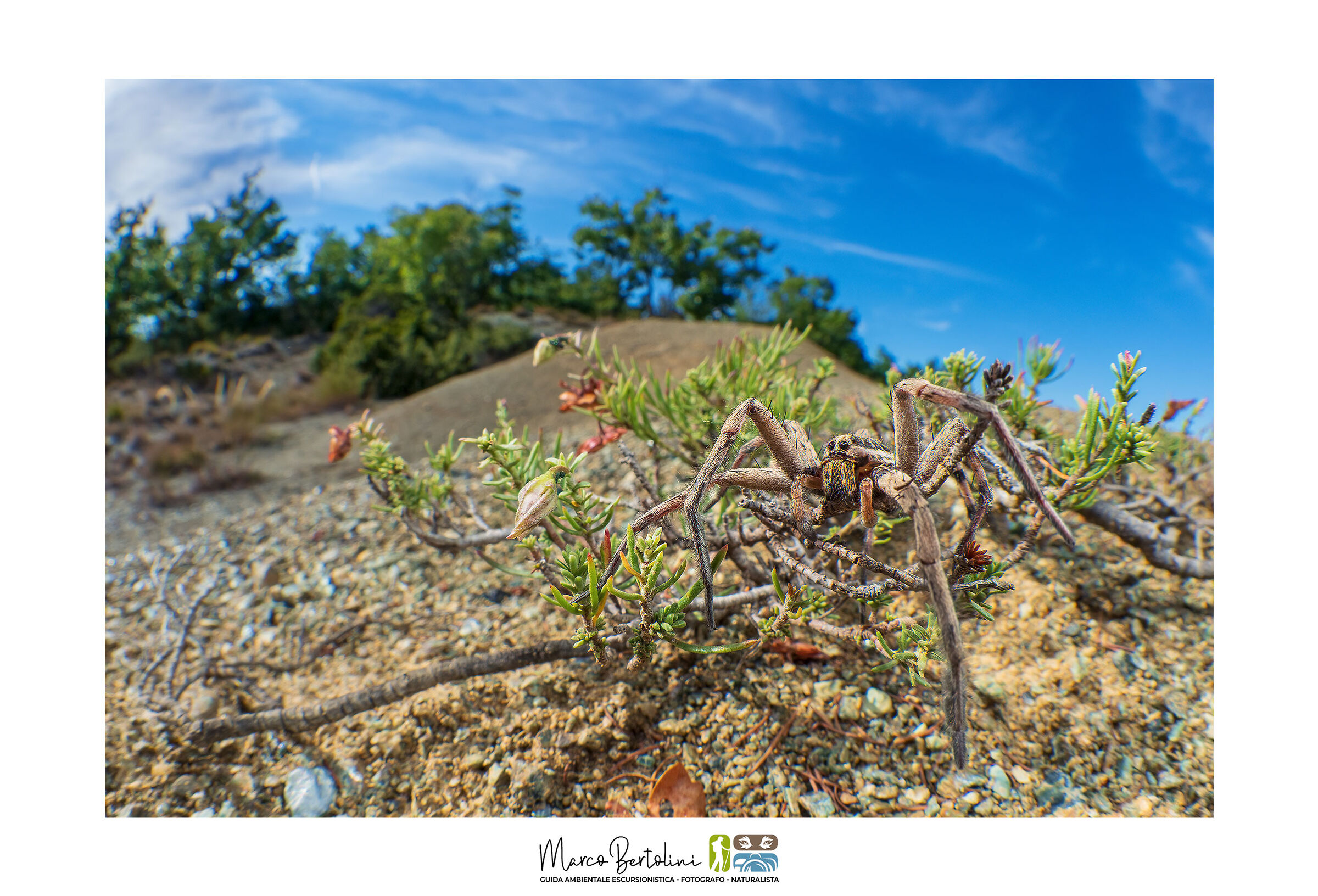 Un Ragno lupo fra i calanchi