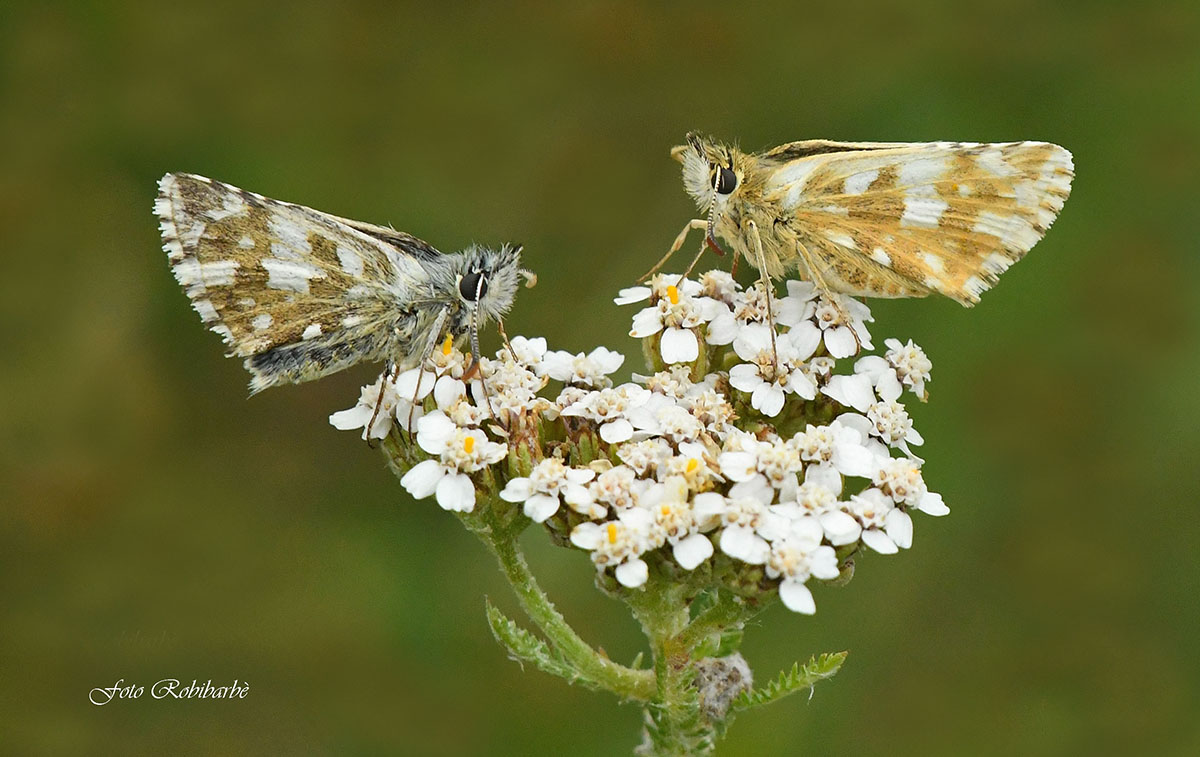 Pyrgus di Foulquier ...sull'Achillea...