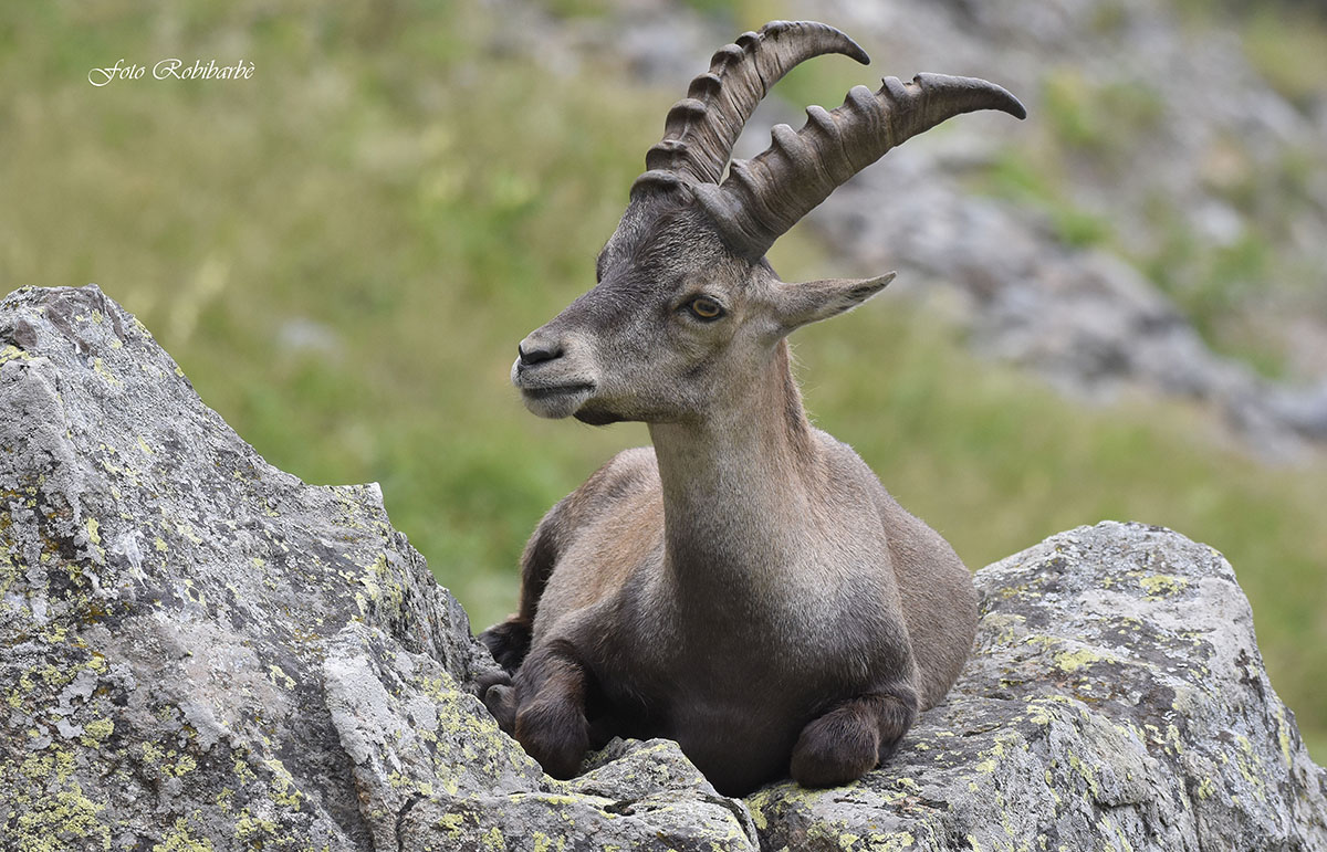 Stambecco...