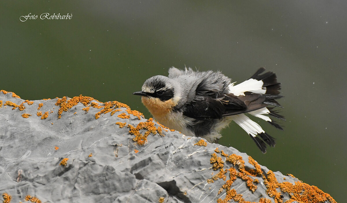 Culbianco ...dopo il bagnetto...