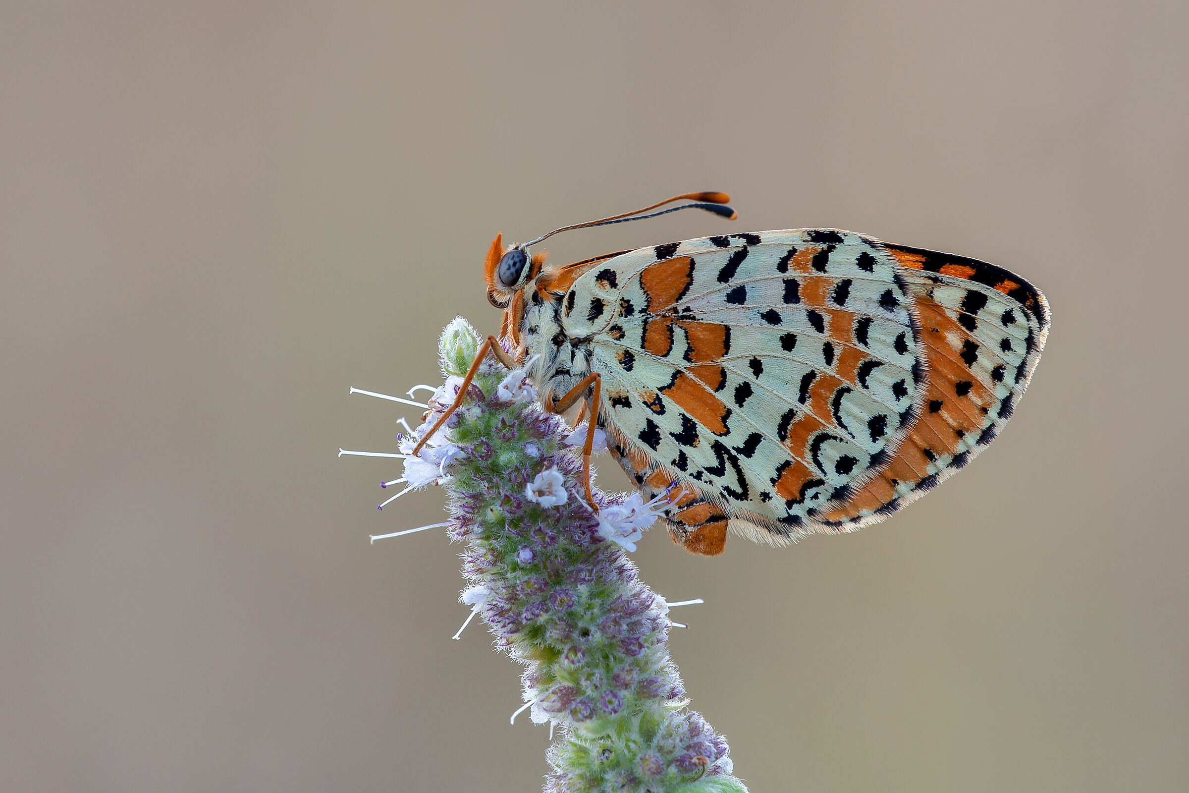 Melitaea Didyma